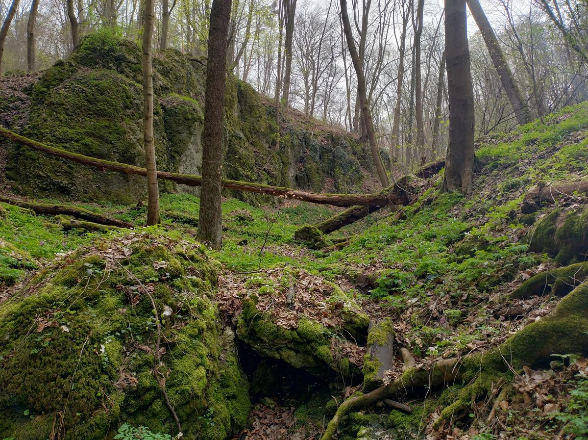 Nowy rezerwat po pięciu latach walki. Mają być kolejne – ale leśnicy nie odkładają pił