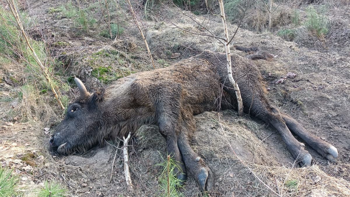 Żubrzyca po postrzale umierała przez trzy tygodnie. Tragiczne odkrycie w Zachodniopomorskiem