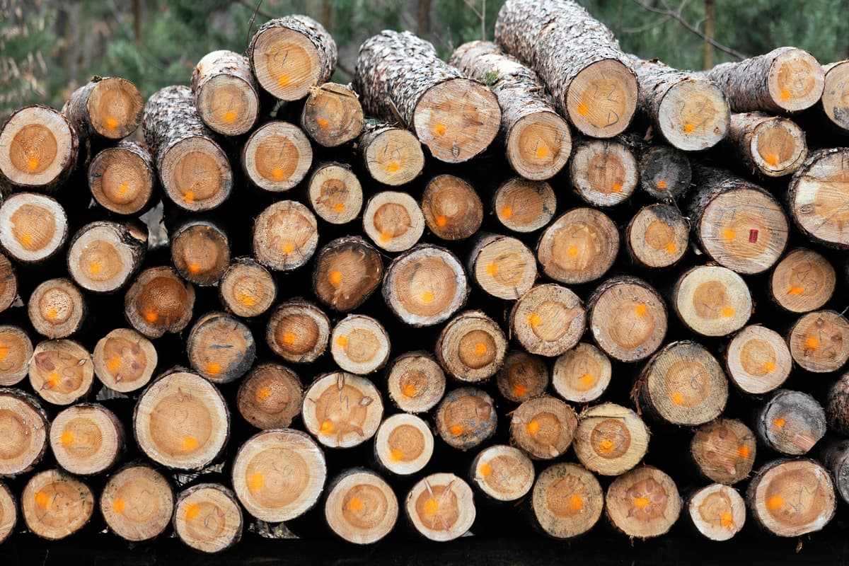 Mniej lasów wolnych od pił. Resort klimatu zmniejsza obszar moratorium na wycinkę drzew