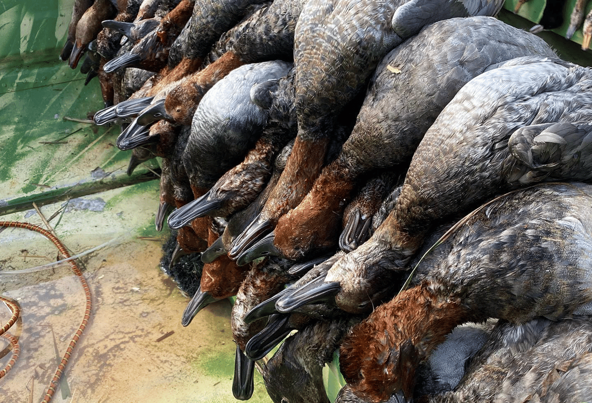 Krwawy proceder na jeziorze Miedwie. Myśliwi zabili setki ptaków, w tym chronionych i zagrożonych