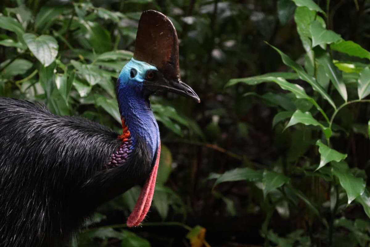 „Najniebezpieczniejszy” ptak świata, rodem z Parku Jurajskiego. Jak tropiłem kazuary