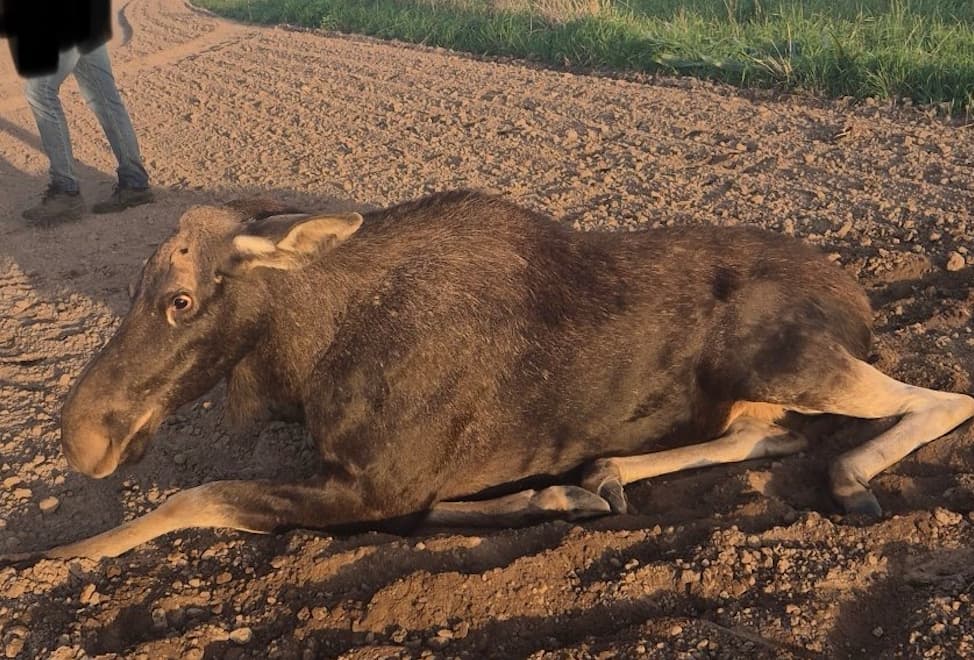 Łosza została postrzelona i zostawiona na pewną śmierć w polu kukurydzy. Policja szuka sprawcy