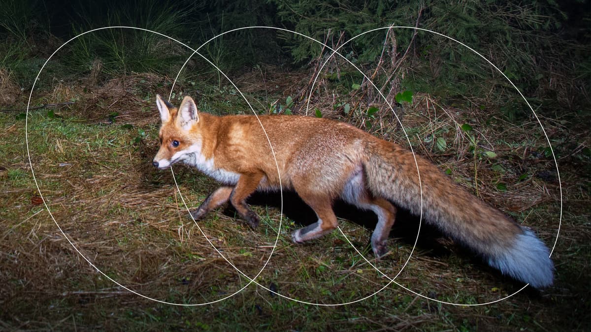 Подпишет ли Кароль Навроцкий закон о запрете звероводства?