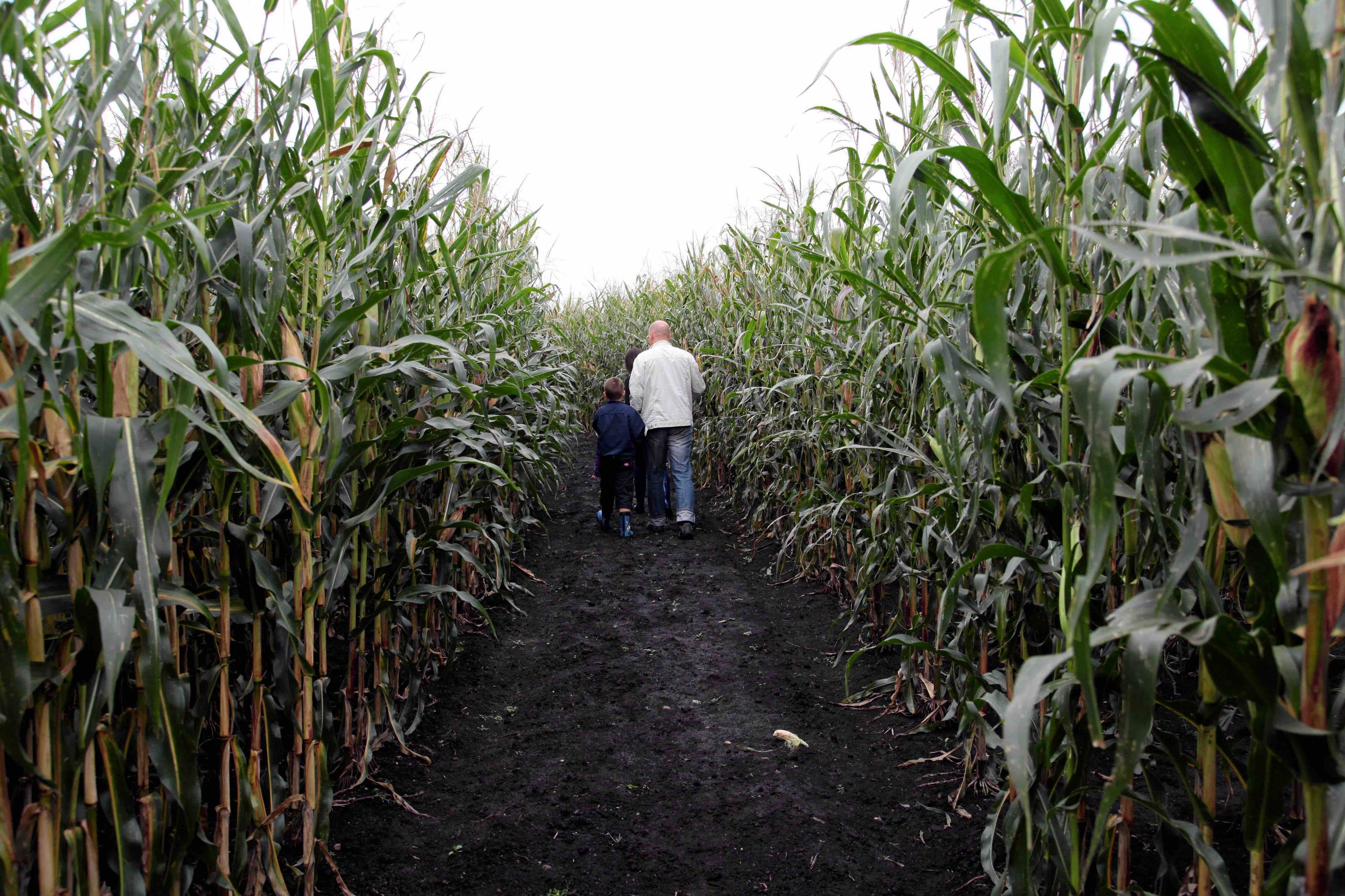 Mężczyzna idzie ścieżką w polu kukurydzy.