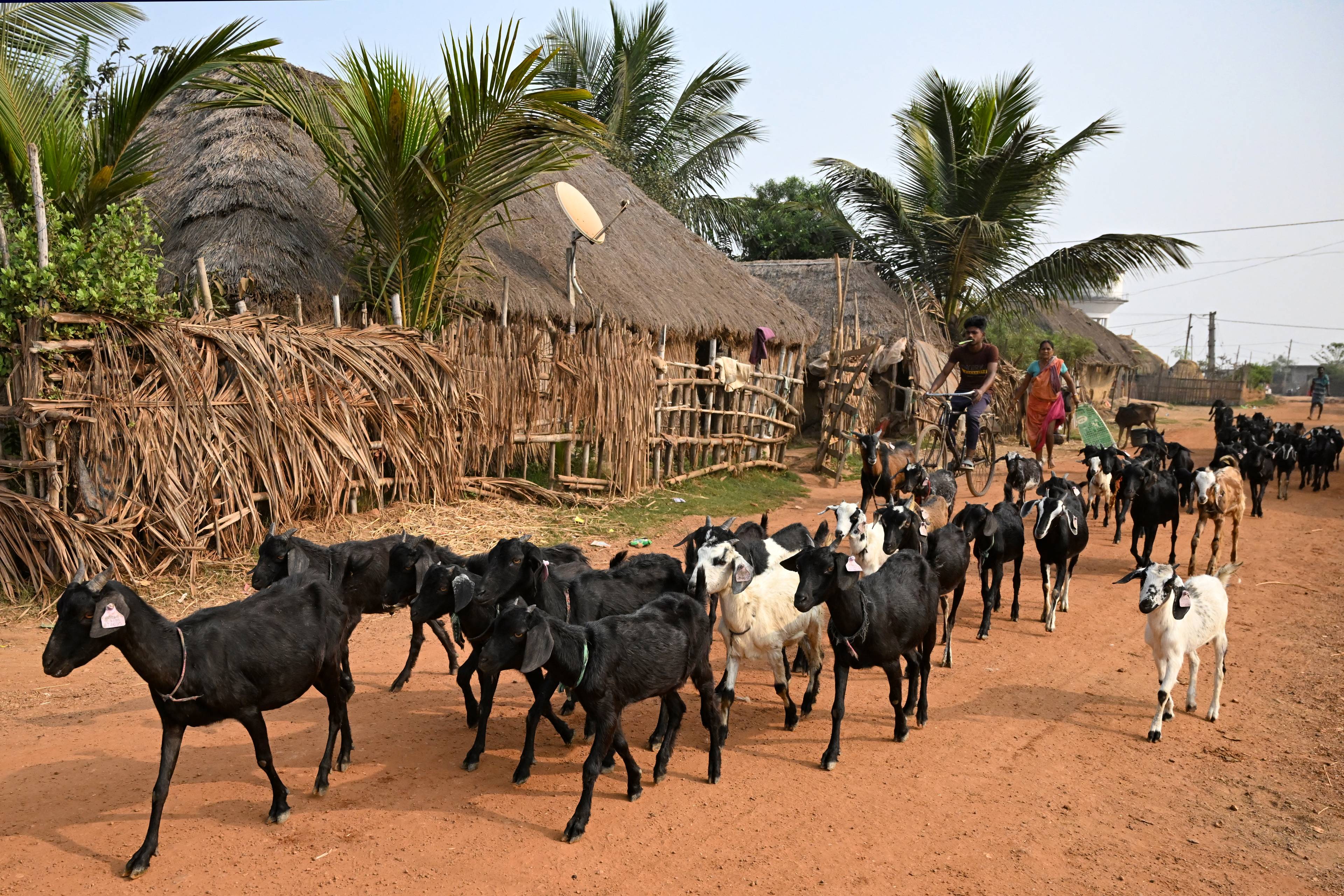 wieśniacy prowadzący stado bydła przez wioskę, w tle palmy