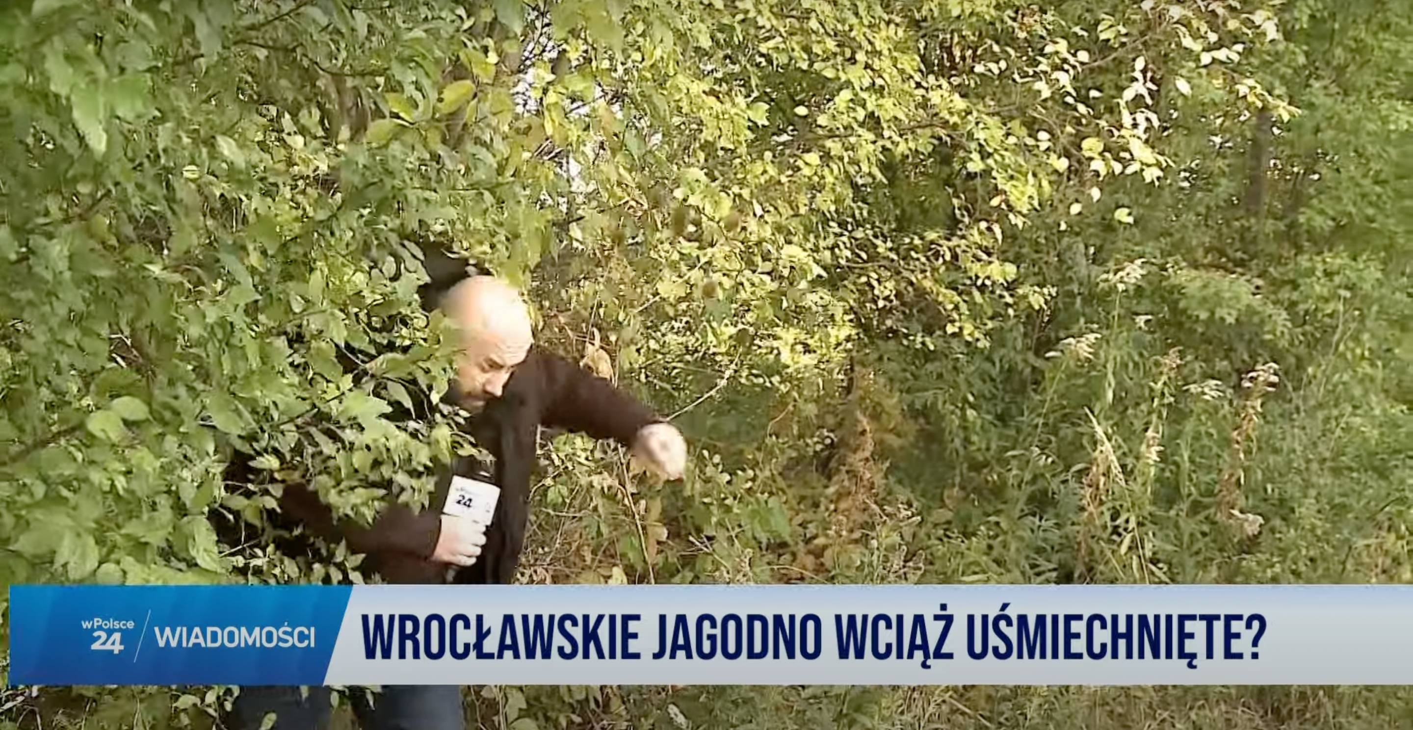 Mężczyzna z mikrofonem wychodzi z krzaków. Poniżej napis: „Wrocławskie Jagodno wciąż uśmiechnięte?”, źródło: YouTube, wPolsce24