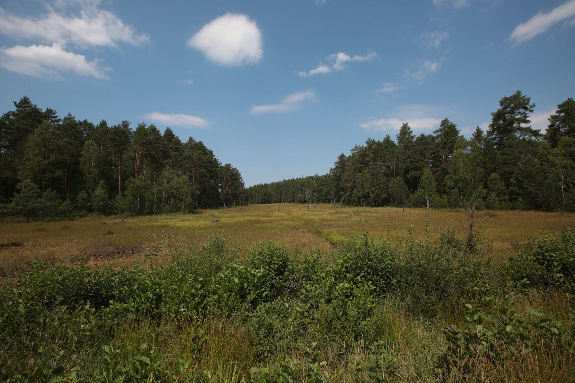 29.07.2019 Okolice Konskiech . Torfowiska pomiedzy Konskimi a Wasoszem .
Fot. Pawel Malecki / Agencja Wyborcza.pl