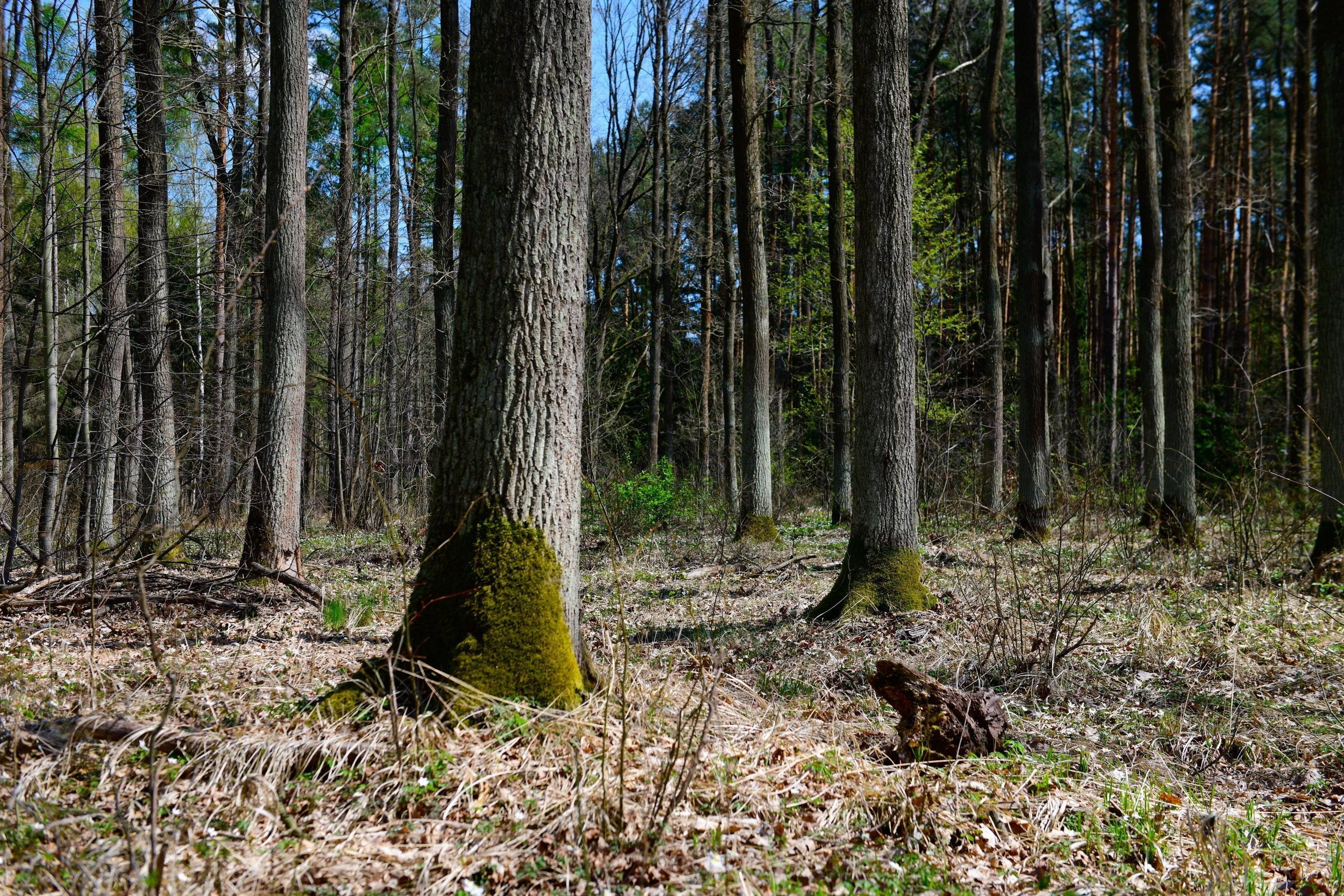 Las. Na pierwszy planie stary dąb