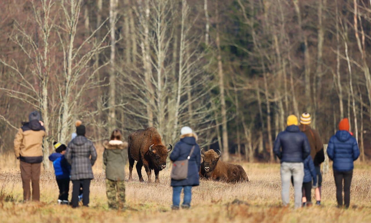 grupa ludzi stoi tyłem do obiektywu, patrzą na żubry