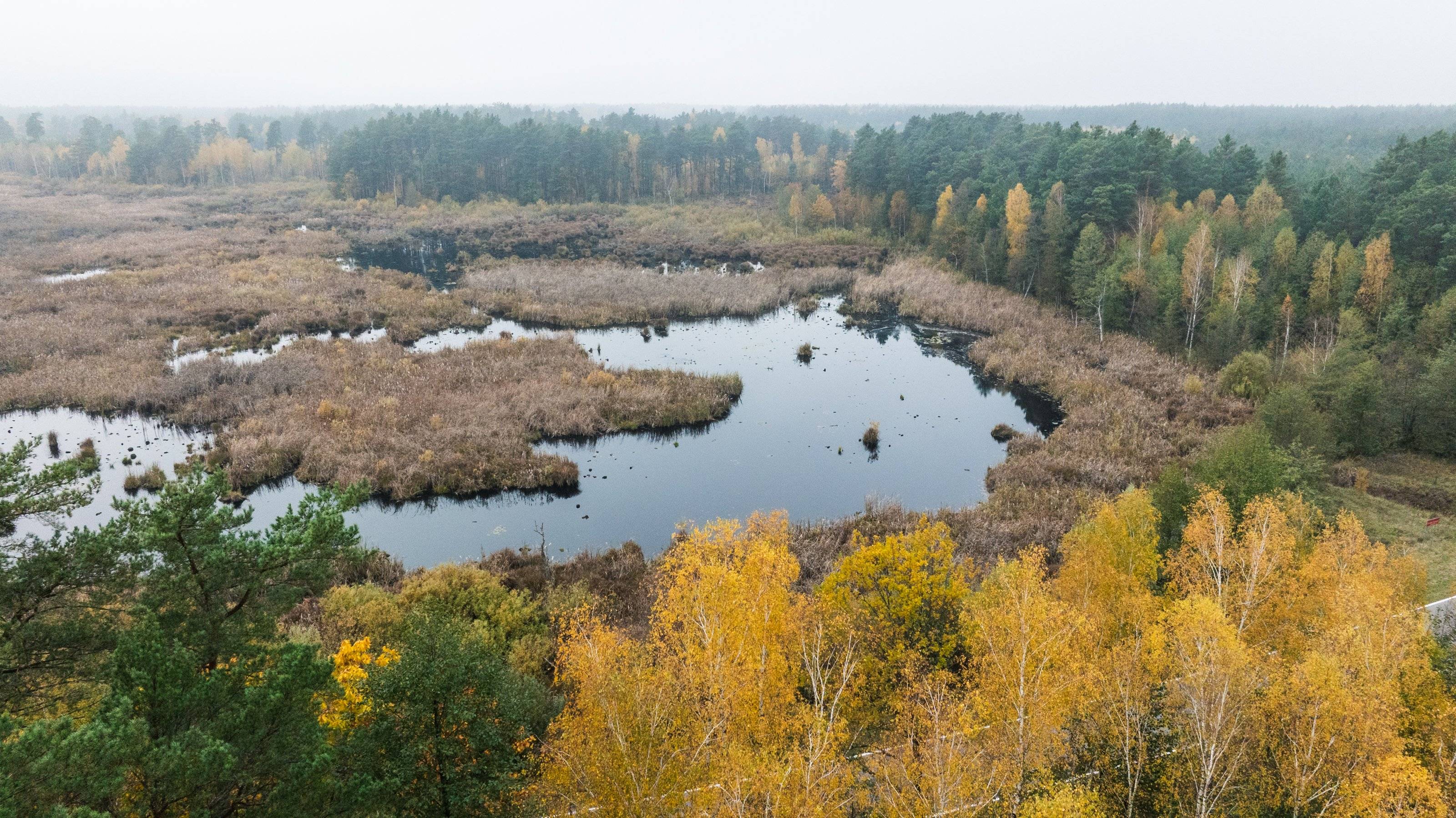 widok z lotu ptaka na mokradło i las