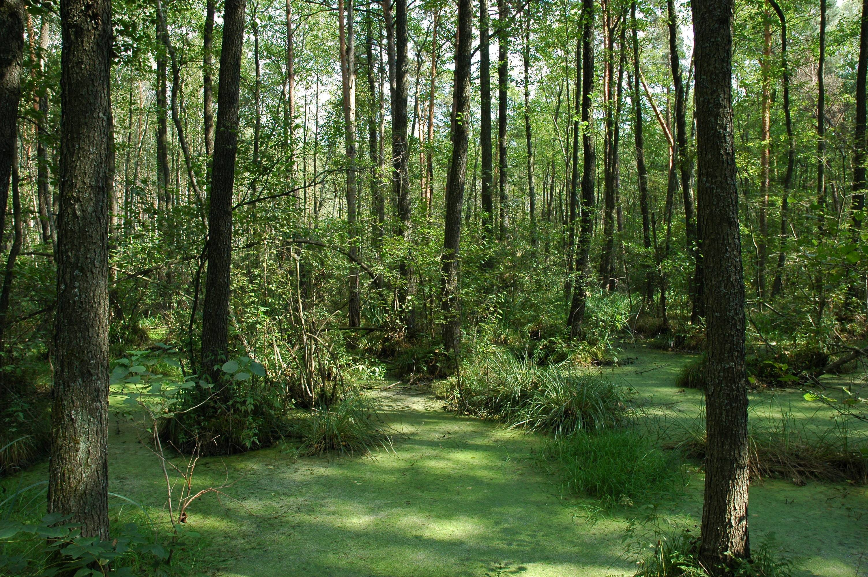 zielone bagno między drzewami