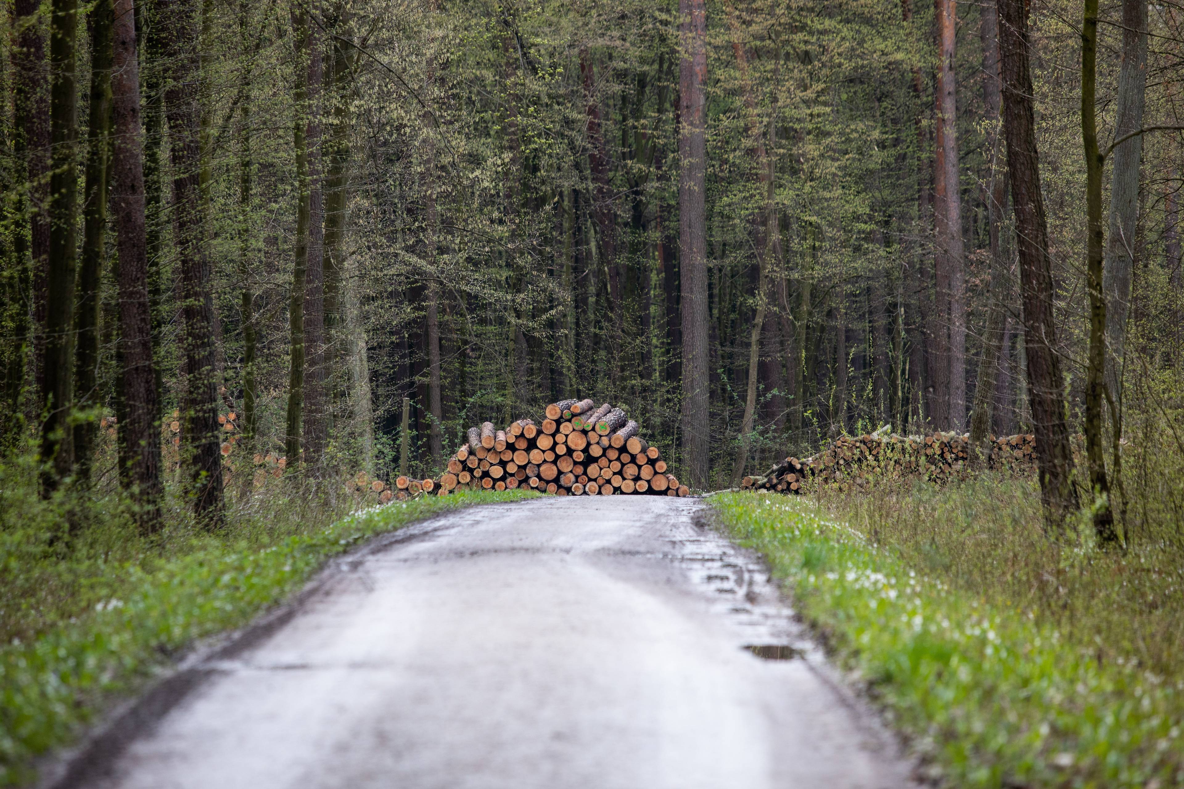 ścięte drzewa leżą na ońcu drogi idącej przez las