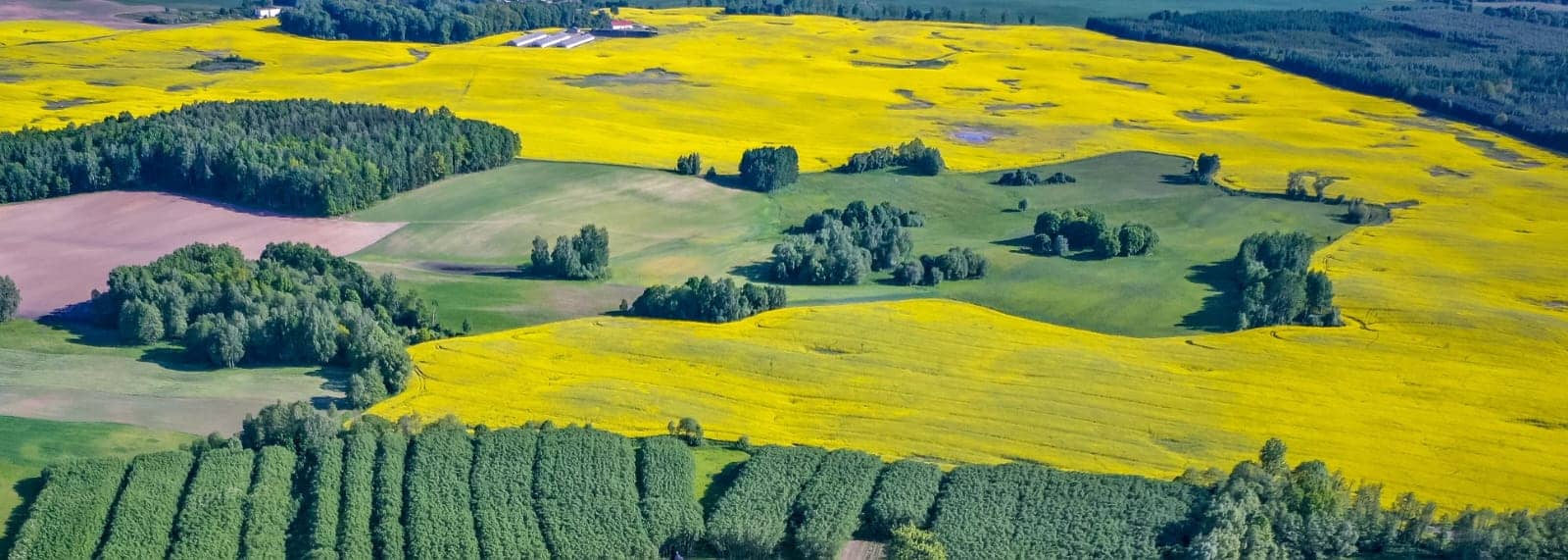 Fotografia - żółto-zielony krajobraz z polami i lasami