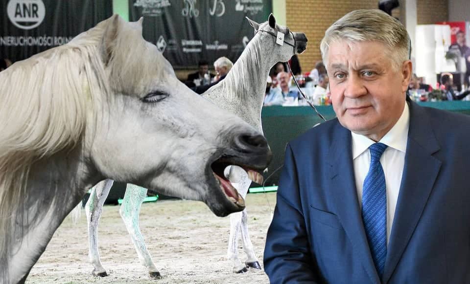 Grafika do artykułu Koń by się uśmiał. Minister Jurgiel tłumaczy porażkę aukcji koni arabskich koniecznością zachowania "najlepszego materiału genetycznego"