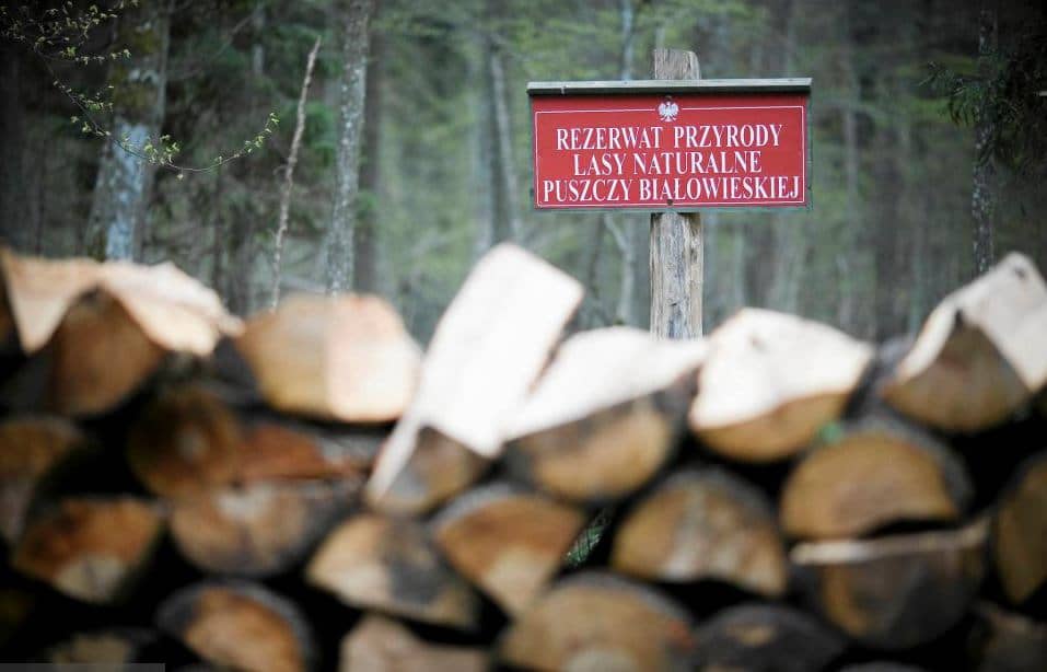 Grafika do artykułu Firmy z listy odbiorców drewna z Białowieży chcą ścigać Lasy Państwowe i OKO.press za jej ujawnienie