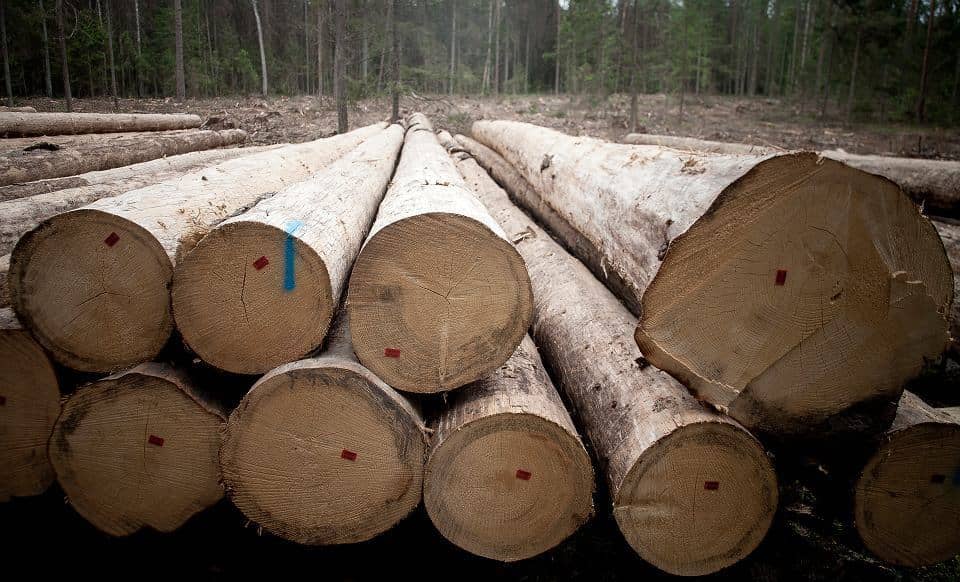 Grafika do artykułu Obywatele apelują do firm: "Nie korzystajcie z drewna z Puszczy Białowieskiej!". Reakcje po publikacji OKO.press