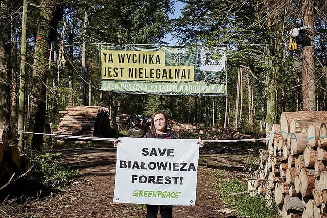 osoba z plakatem SAVE BIAŁOWIEŻA FOREST