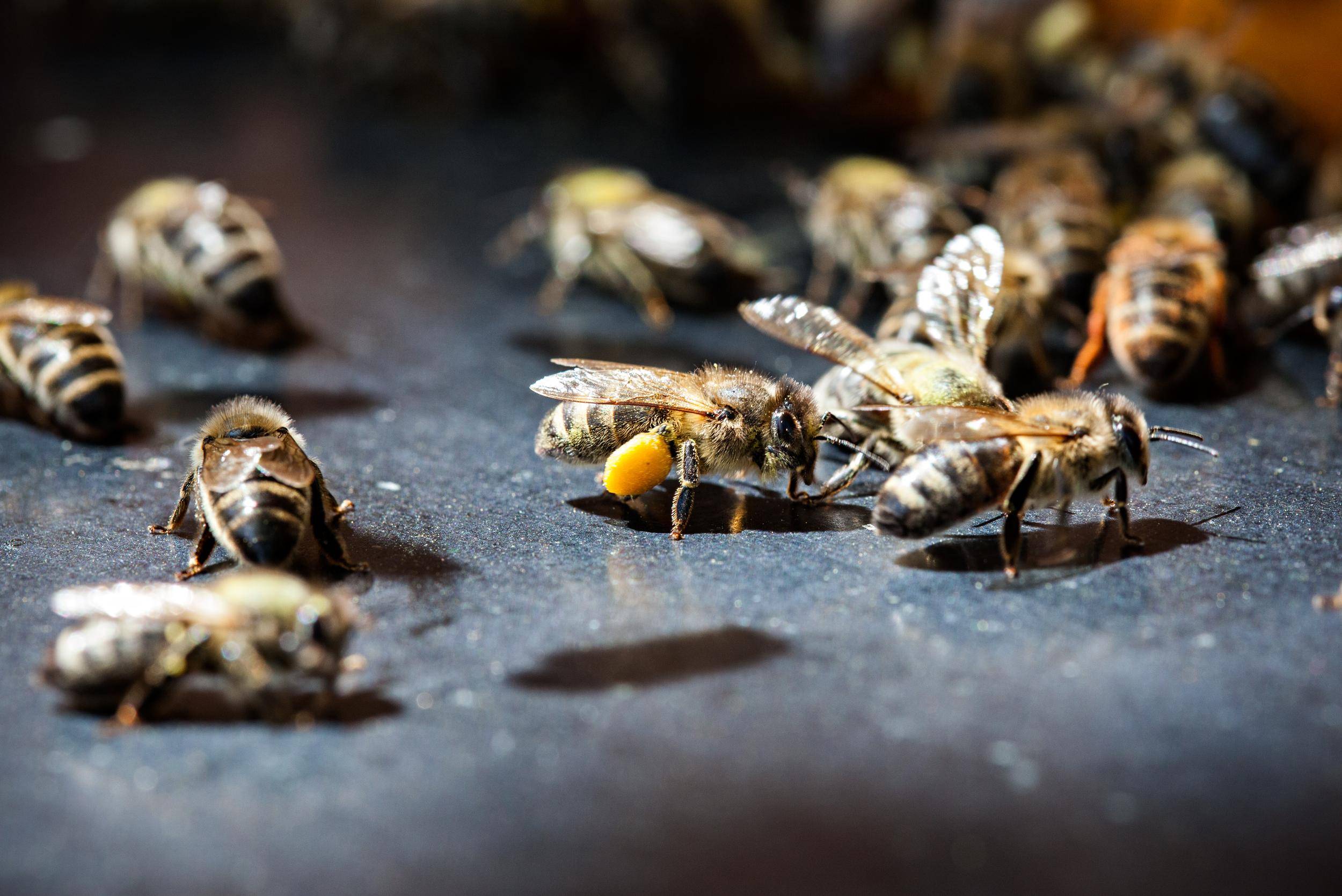 Close up of honeybees with pollen.
Nahaufnahme von Honigbienen mit Pollen.