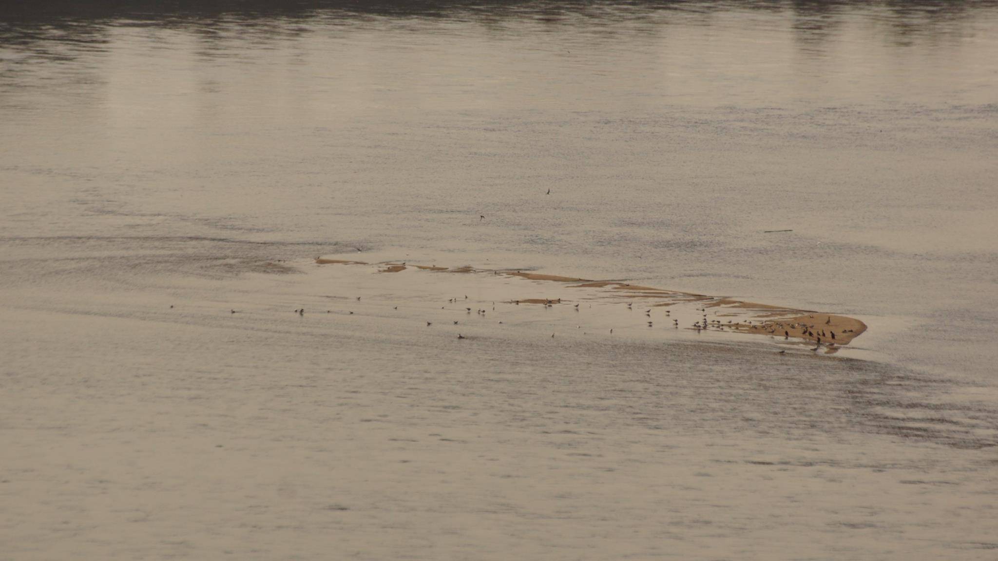 Grafika do artykułu Zrzut wody we Włocławku zniszczył przynajmniej 133 gniazda ściśle chronionych gatunków ptaków. A Wody Polskie swoje: "ptaki nie zginęły"