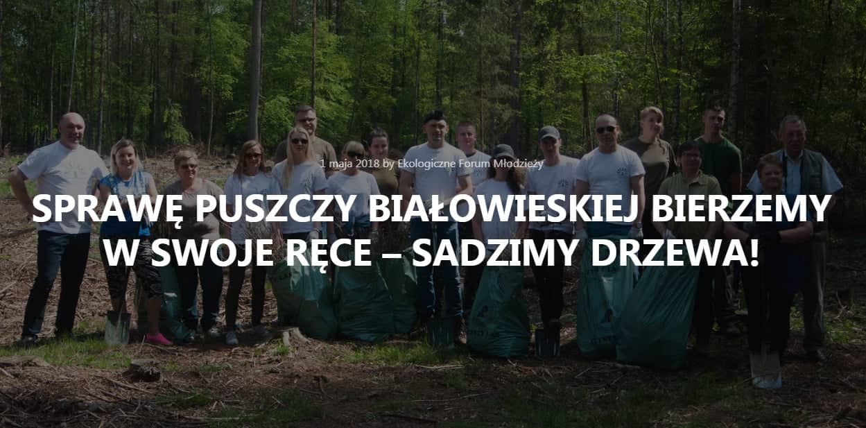 Grafika do artykułu Młodzieżówka Szyszki zasadziła drzewa w Puszczy Białowieskiej. Ekolodzy: "Puszczą nadal rządzi Szyszko, zamienia ją w plantację"