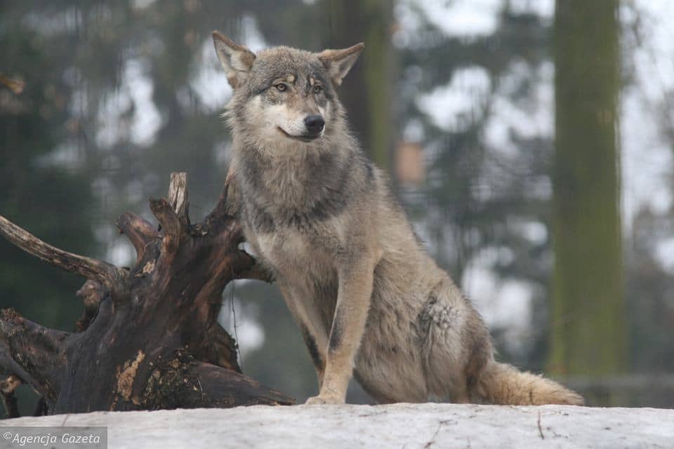 Grafika do artykułu Słowacja zakazała polowań na wilki!