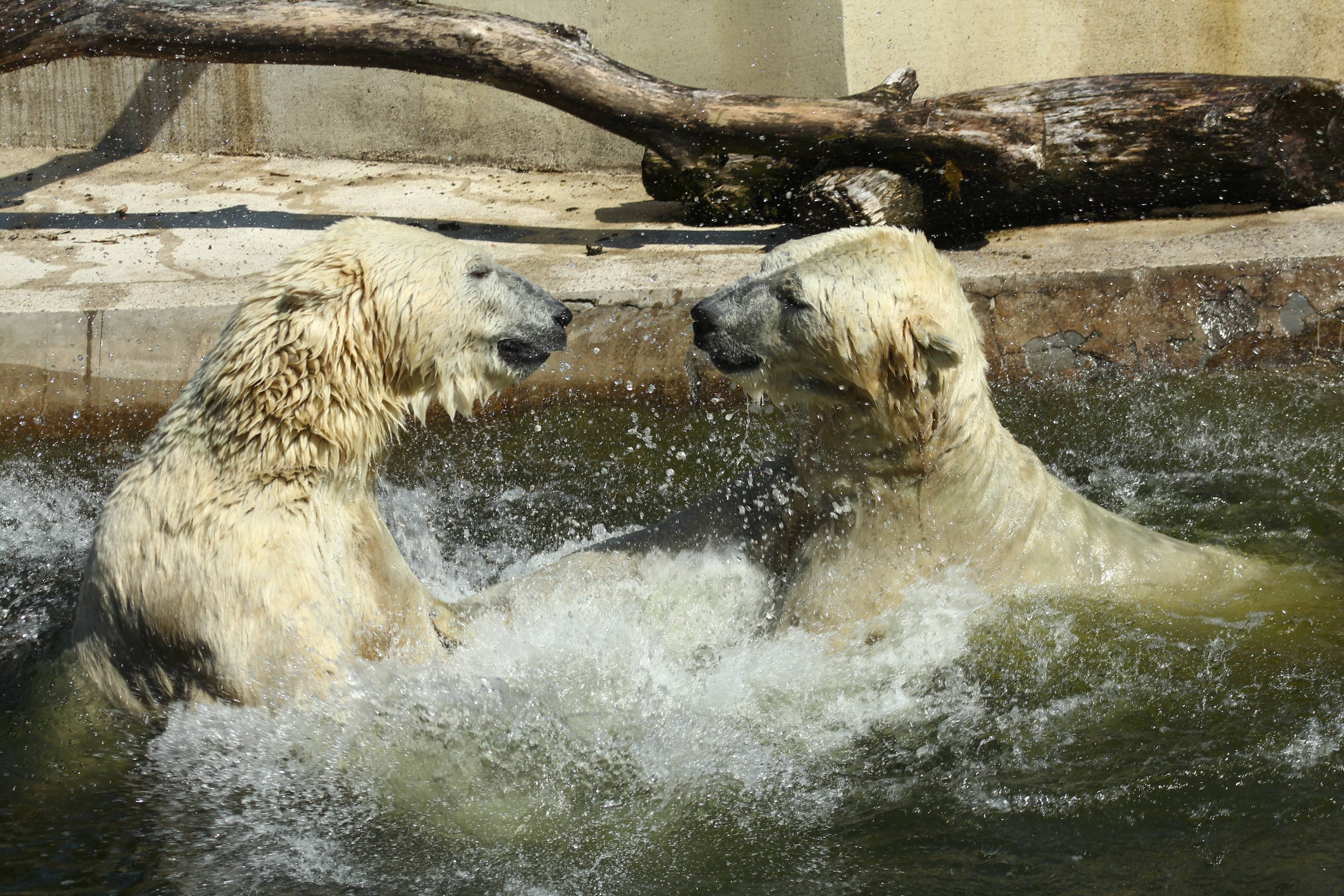 Grafika do artykułu Niedźwiedzie polarne wpadły w panikę. Święto niepodległości w warszawskim ZOO