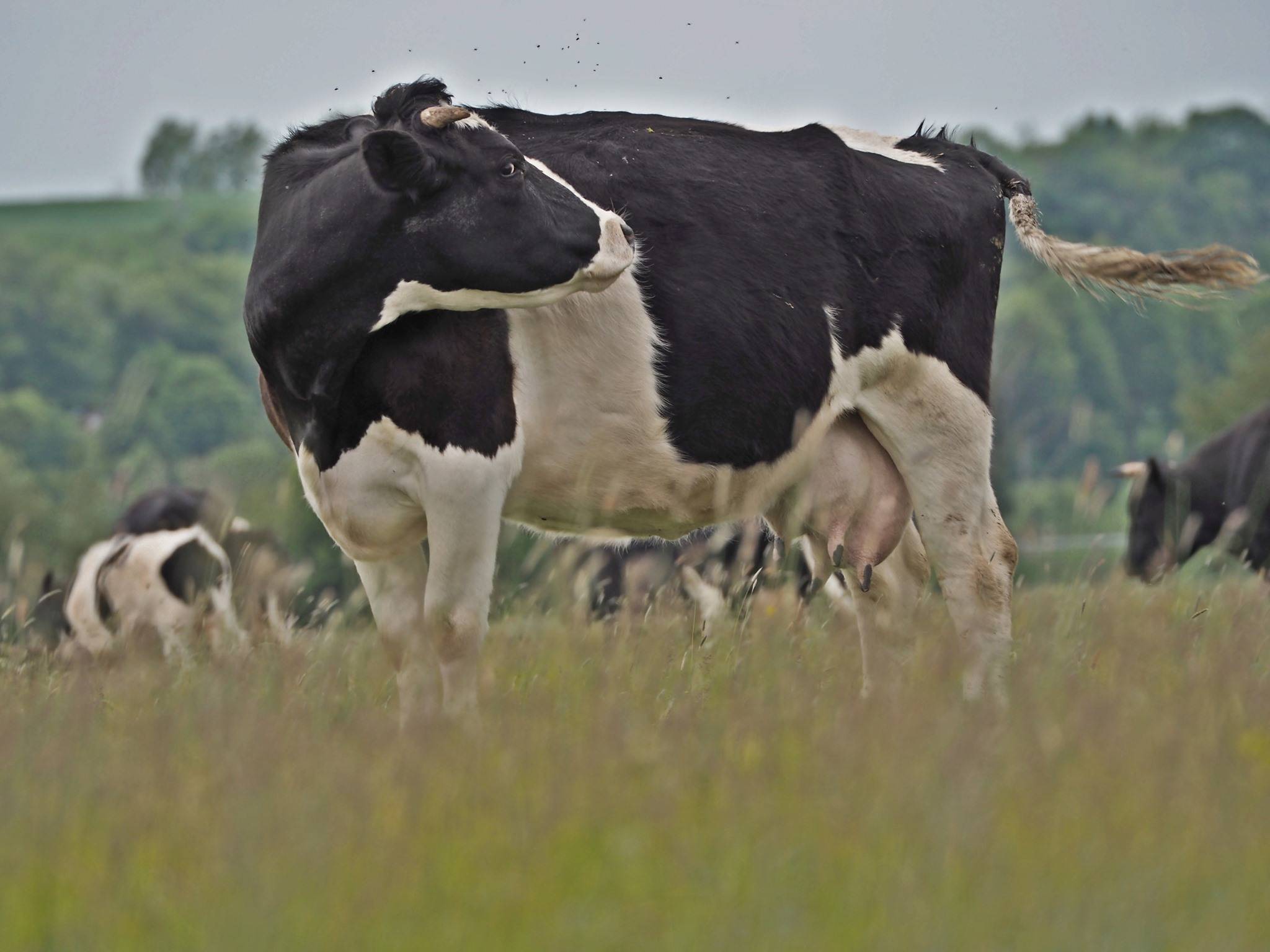 Na zdjęciu: piękna krowa z Deszczna, lekko zdziwiona