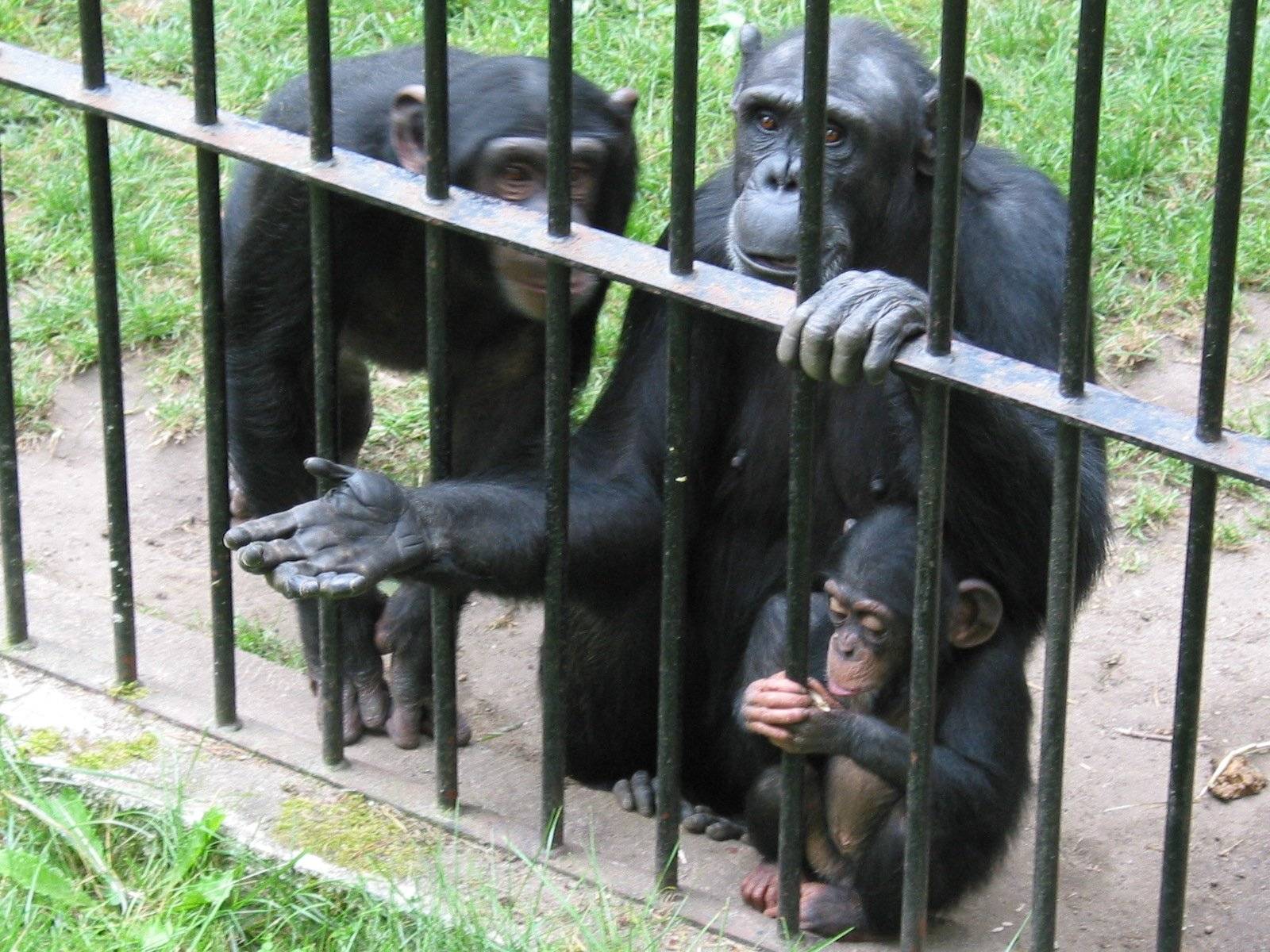 Szympansy w gdańskim ZOO