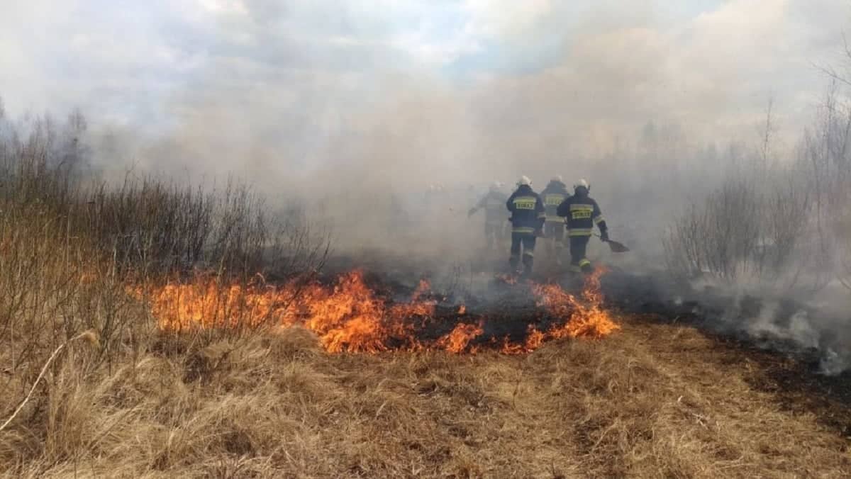 Grafika do artykułu Biebrzański Park Narodowy wciąż się pali. Spłonęło już blisko 3000 hektarów