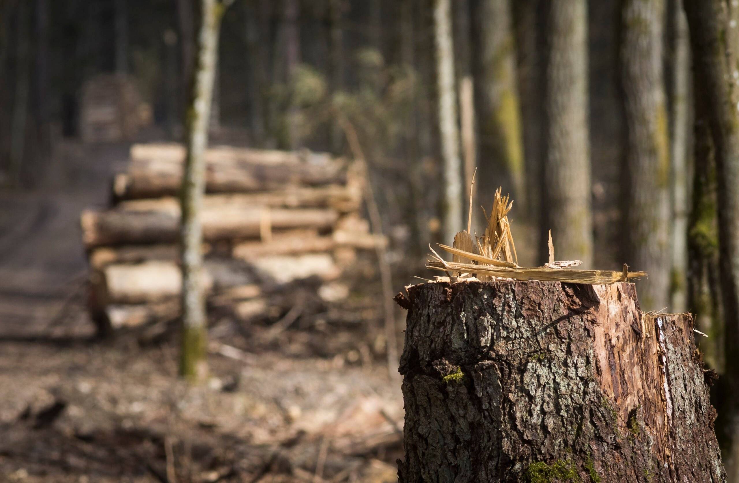 Ustawa o OZE - senat przeciw masakrze lasów