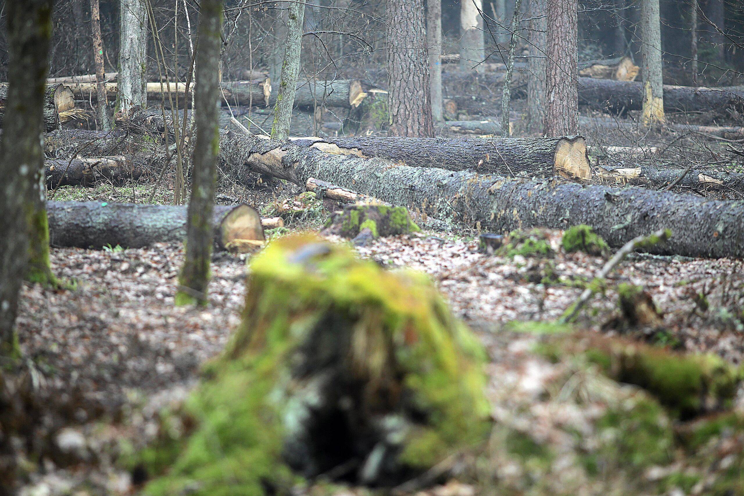 ochrona lasów w Polsce
