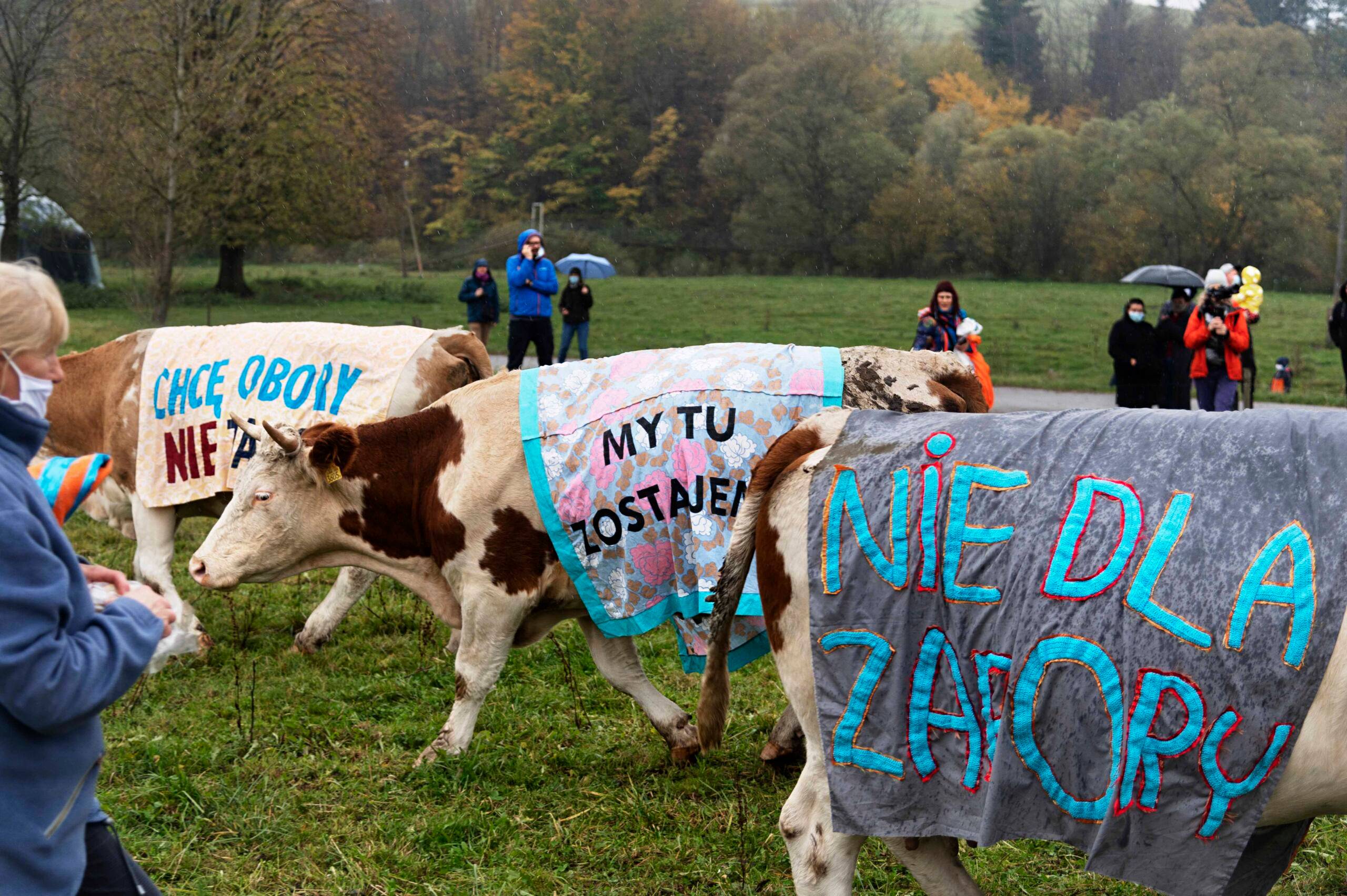 Myscowa 25.10.2020   Protest w Beskidzie Niskim Krakowska artystka, Cecylia Malik wraz z kobiecym Kolektywem Siostry Rzeki, z mieszkancami Myscowej, a takze Fundacja Greenmind i Koalicja Ratujmy Rzeki zorganizowala nietypowe artystyczne wydarzenie - protest krow “Krowy mowia NIE zbiornikowi Katy-Myscowa”.  Ze wzgledu na sytuacje epidemiologiczną to krowy musialy w imieniu mieszkancow i milosnikow Beskidu Niskiego wyrazic sprzeciw wobec rzadowych planow budowy zbiornika na Wisloce. Na pastwiska we wsi Myscowa wyszly ubrane w kolorowe kocyki z wymownymi hasła                                                     fot.Bogdan Krezel/Forum  ### CENA MINIMALNA 100 PLN ###