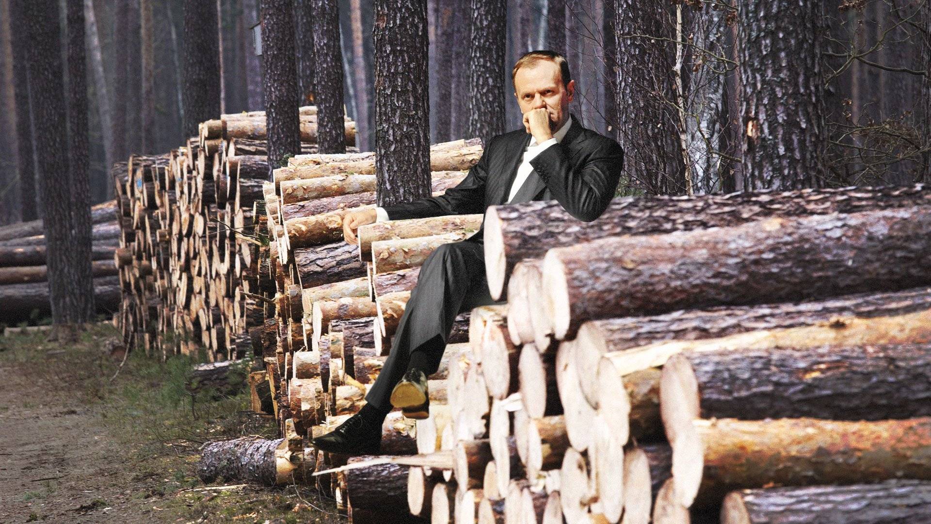 Donald Tusk o wycinkach drzew