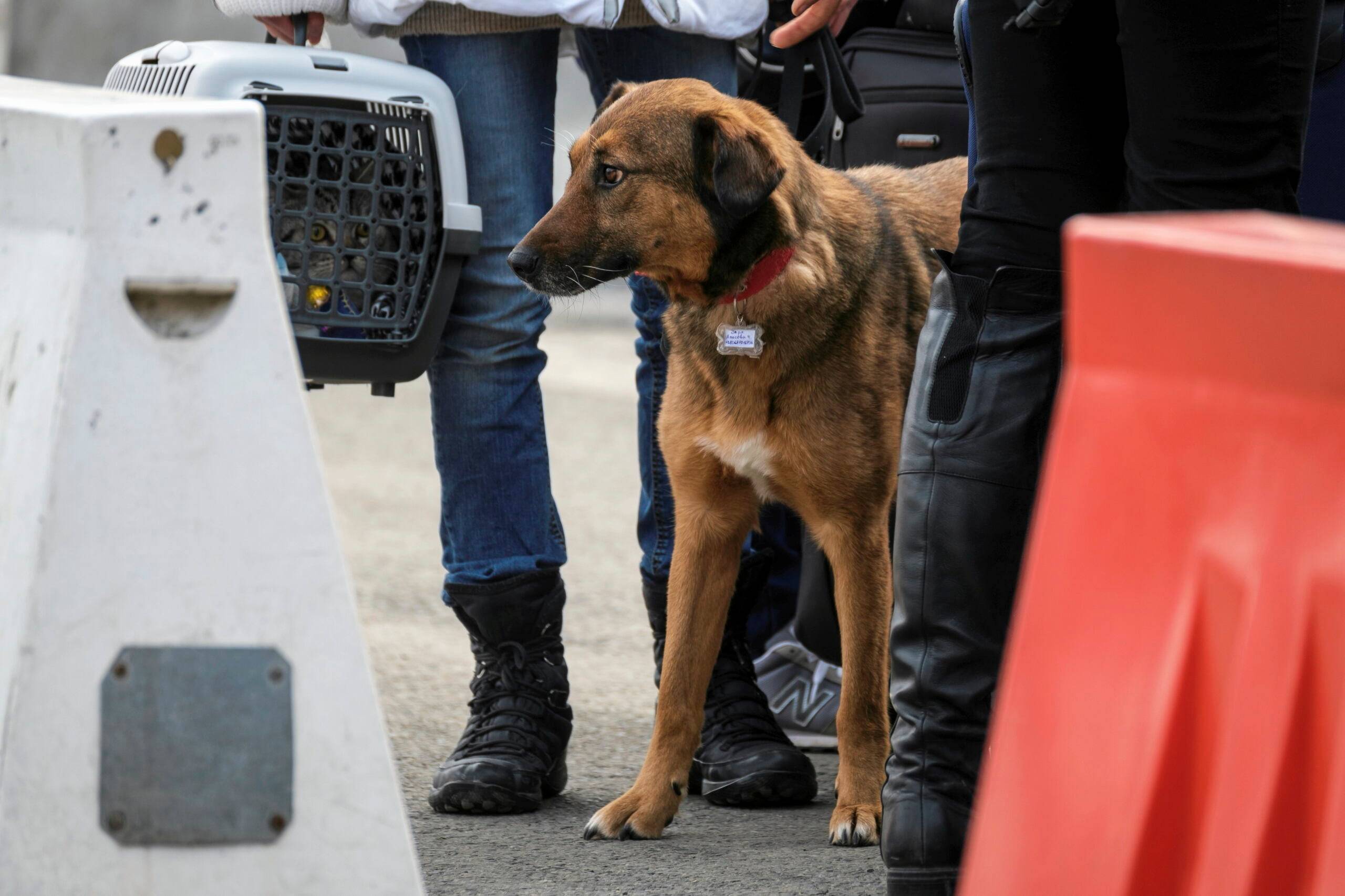 pies na granicy, pomoc zwierzętom z ukrainy