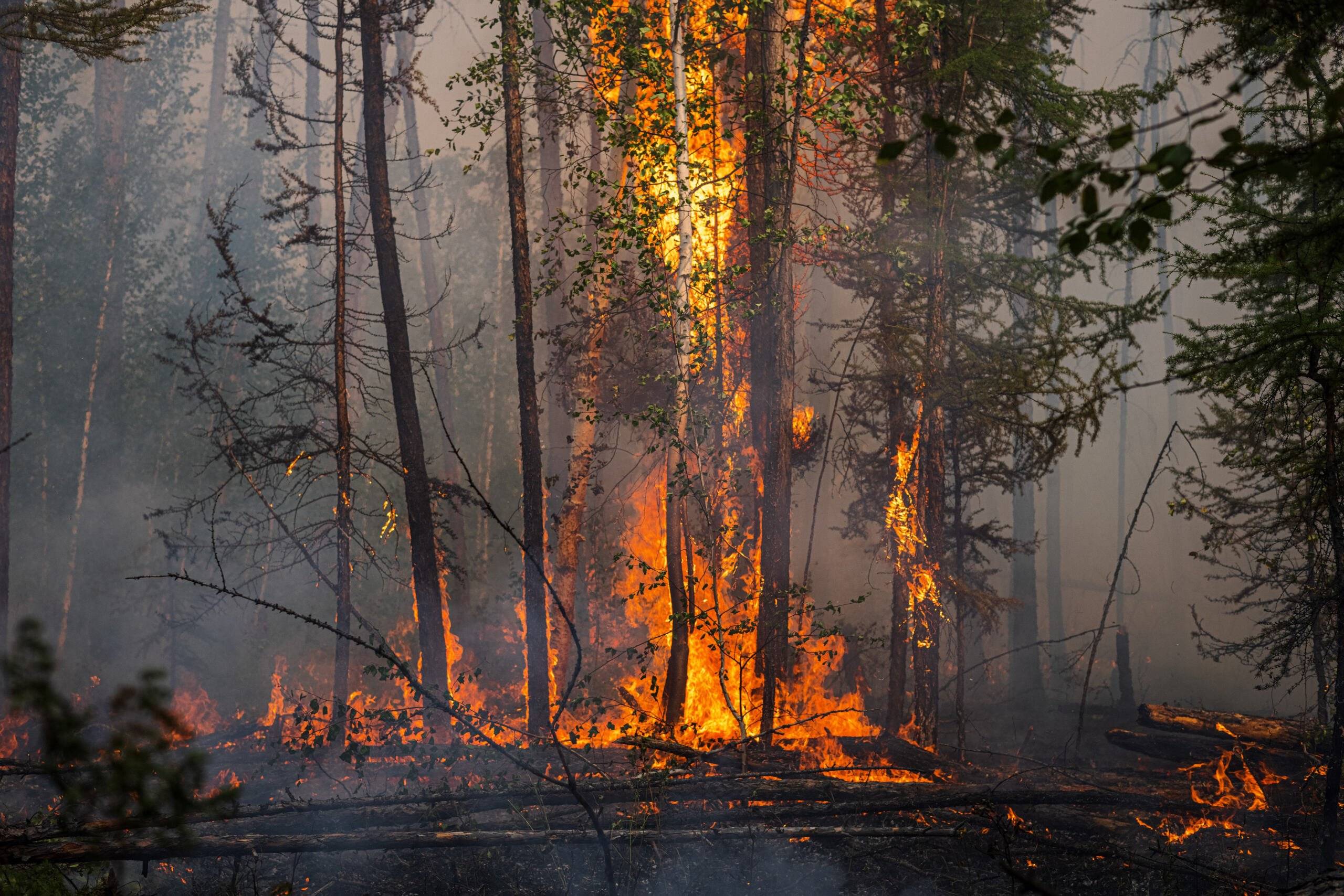 płonący las na Syberii