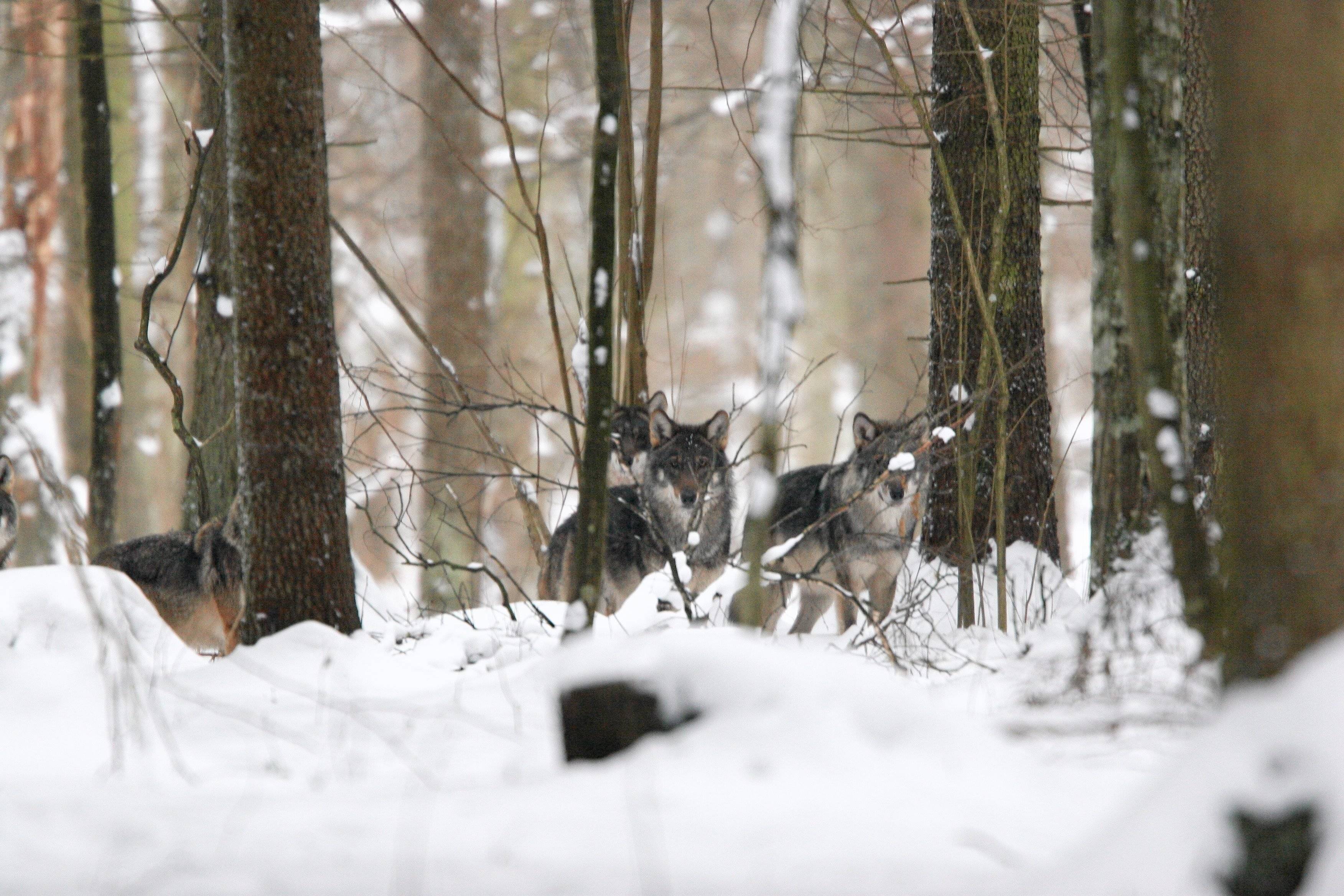 Wilki w zimowym lesie.
