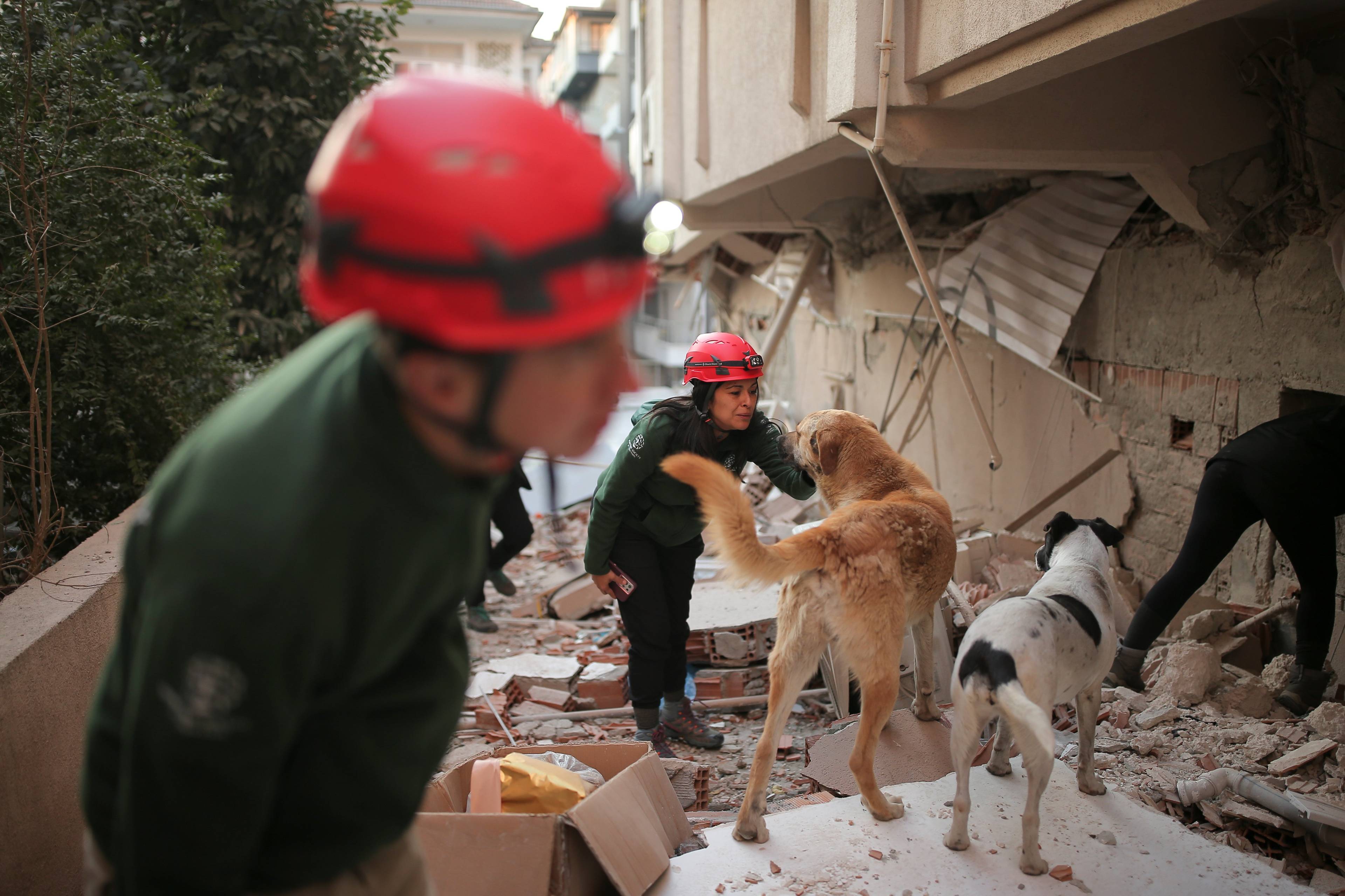Trzęsienie ziemi w Turcji/Pierwsze dni pracy ratowników zwierząt w Antakyi