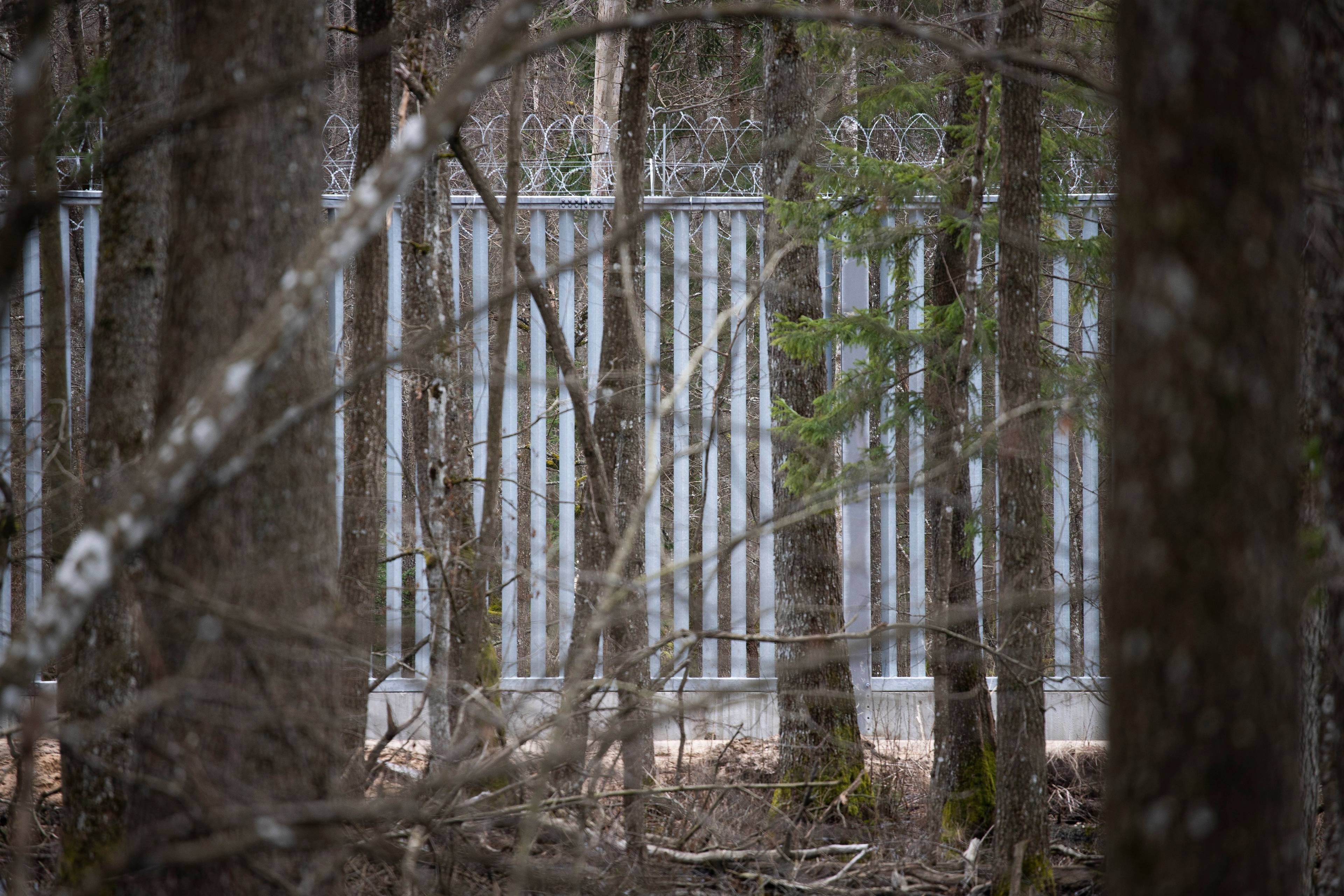 Na zdjęciu: mur na granicy polsko-białoruskiej widziana zza drzew w Puszczy Białowskiej