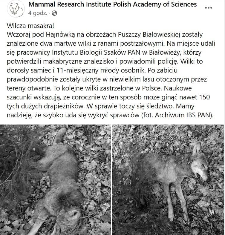 post IBS PAN ze zdjęciami martwych wilków