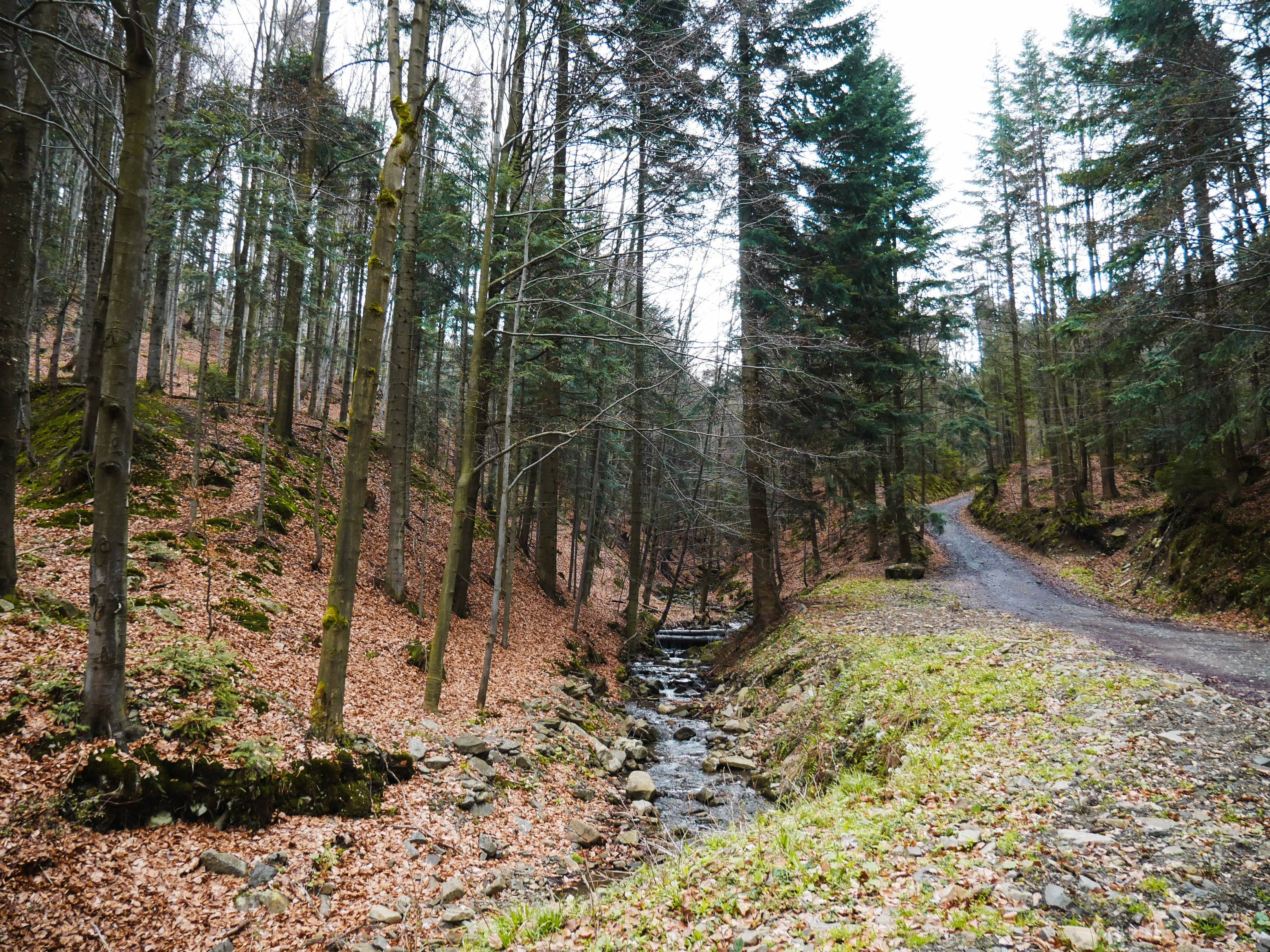 potok Wieprzówka płynący przez las, tuż przy szlaku