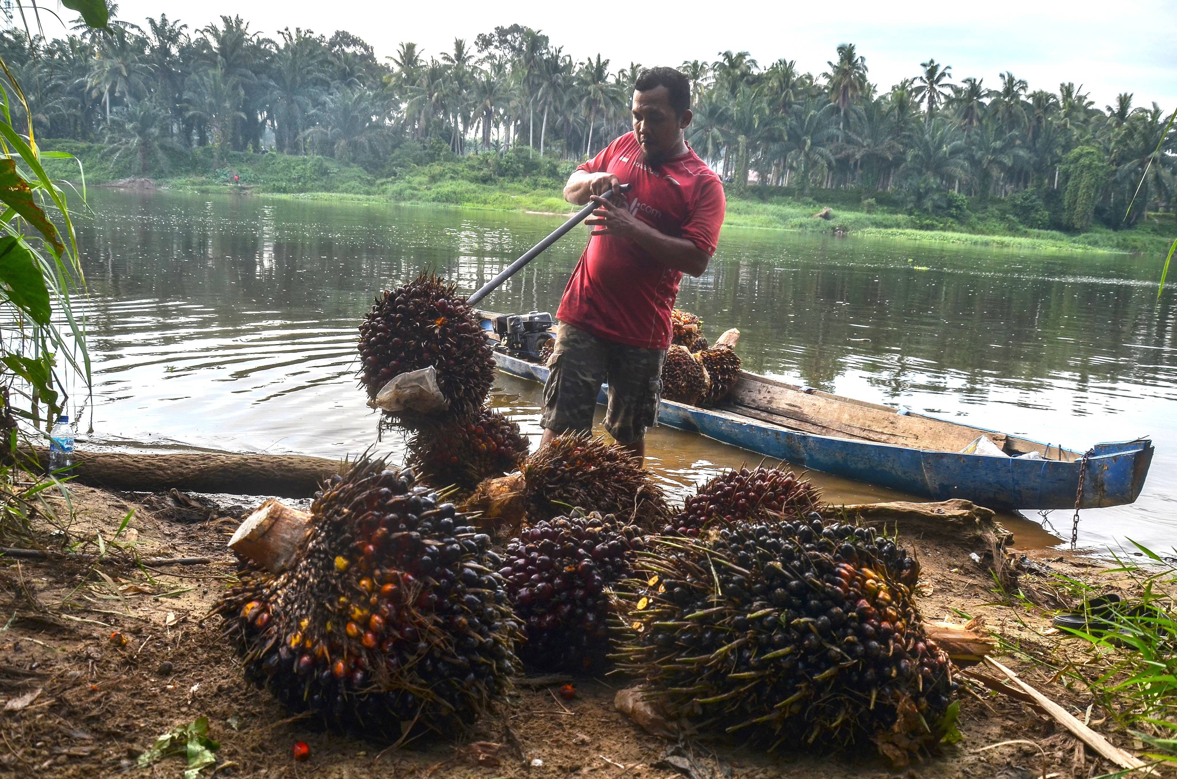 Meżczyzna wyładowuje z łodzi tropikalne owoce ojelowca - źródło oleju palmowego. W tle, za rzeką, las tropikalny