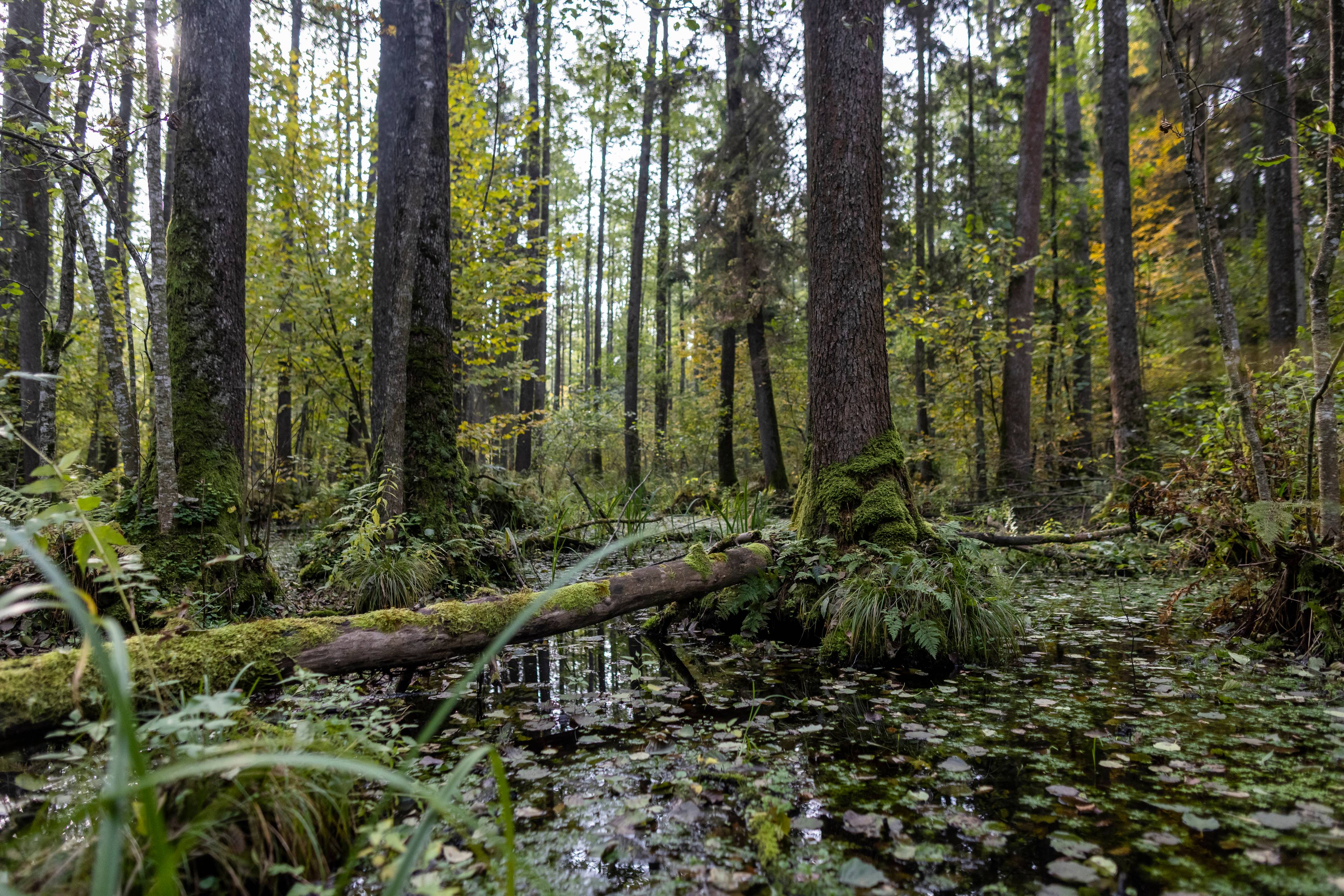 strumyk płynie przez las
