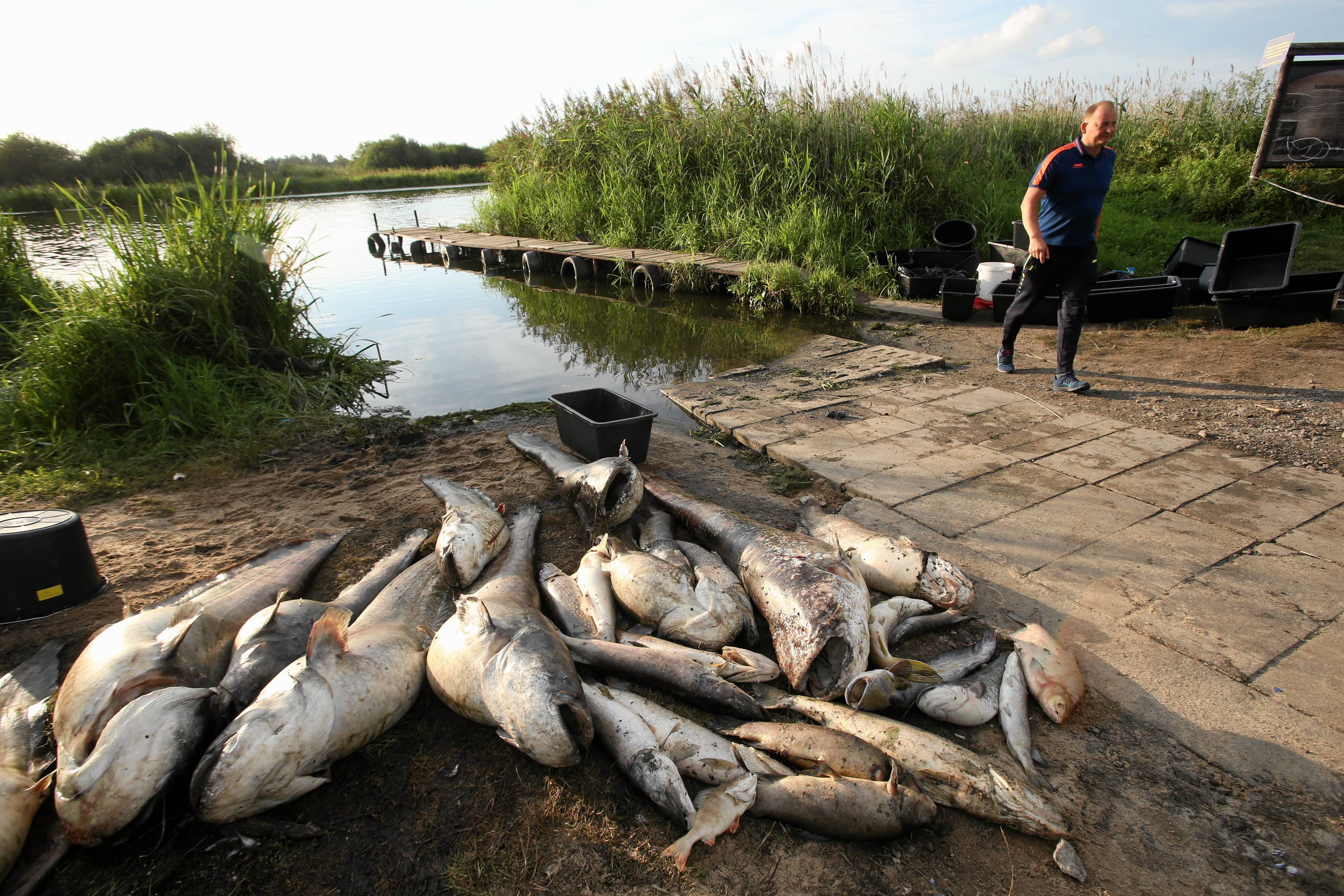 martwe ryby ułożone na brzegu rzeki
