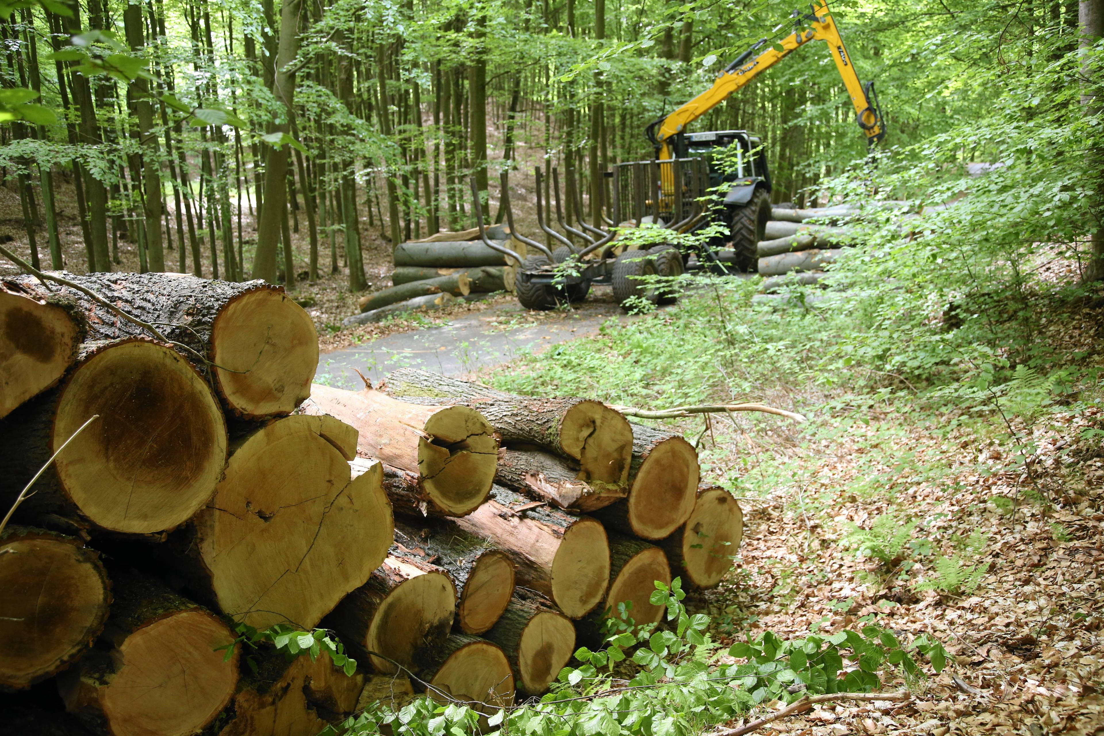 Ścięte drzewa w lesie, w głebi - żółta maszyna do wycinki