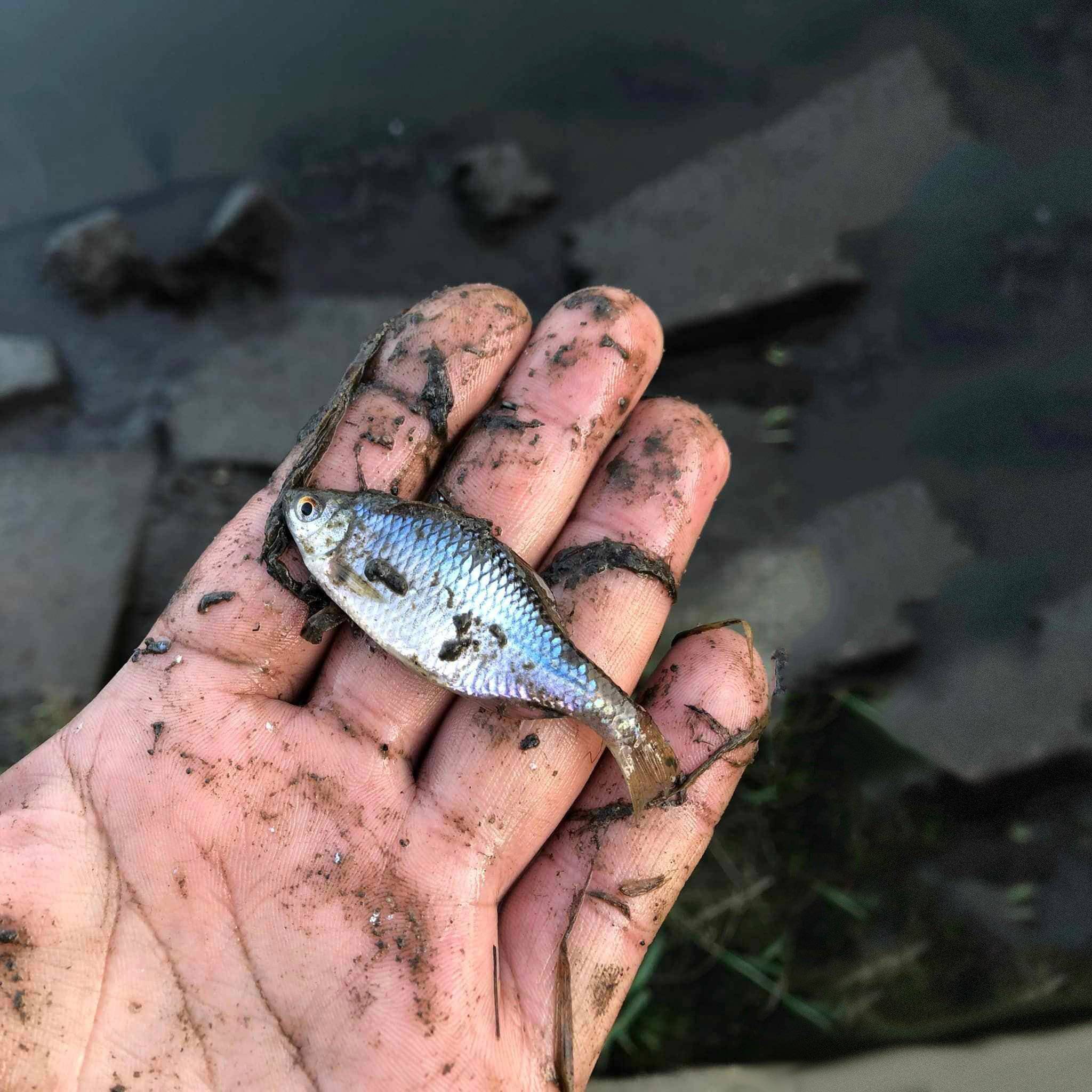 martwa ryba na dłoni wędkarza