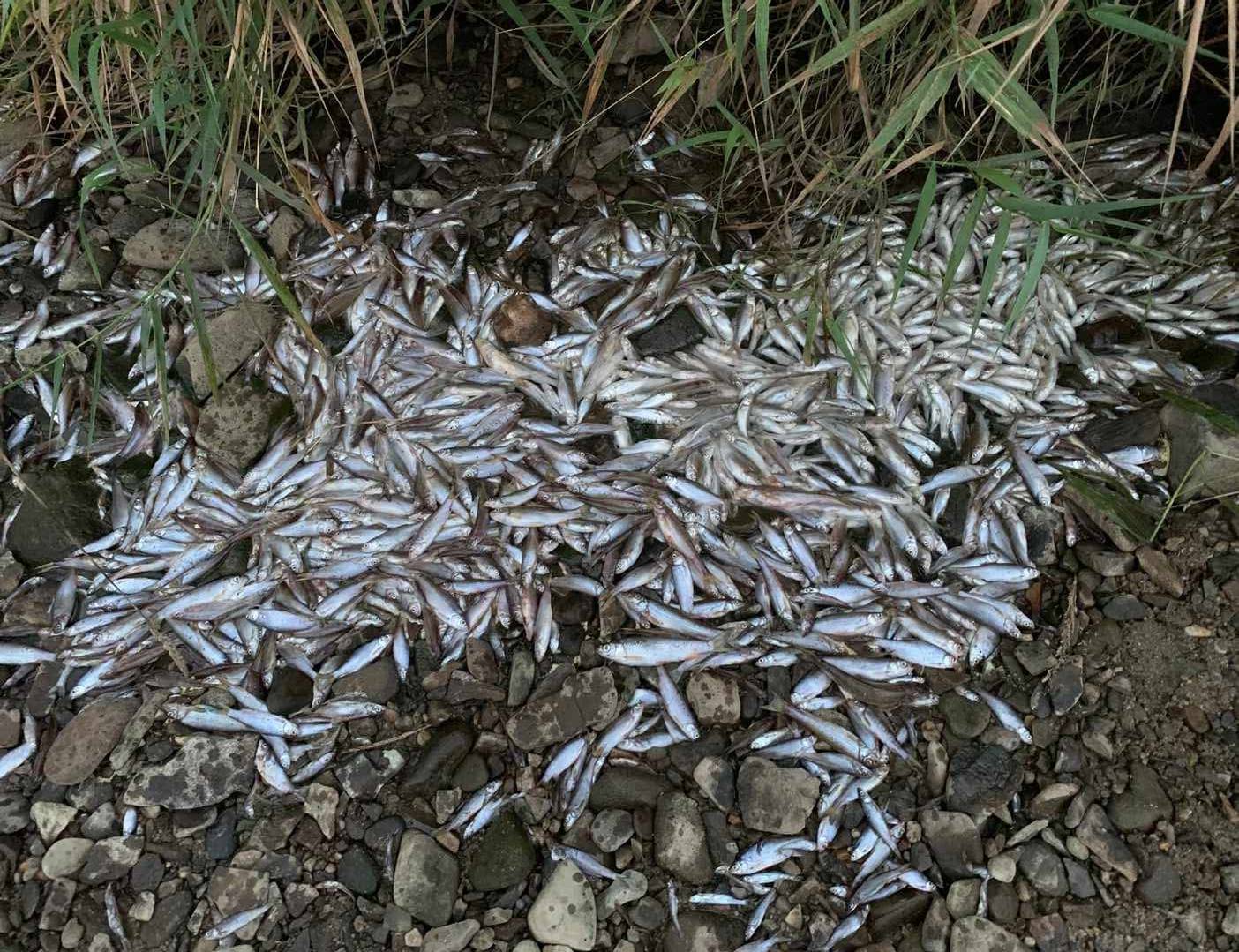 martwe ryby leżą na brzegu