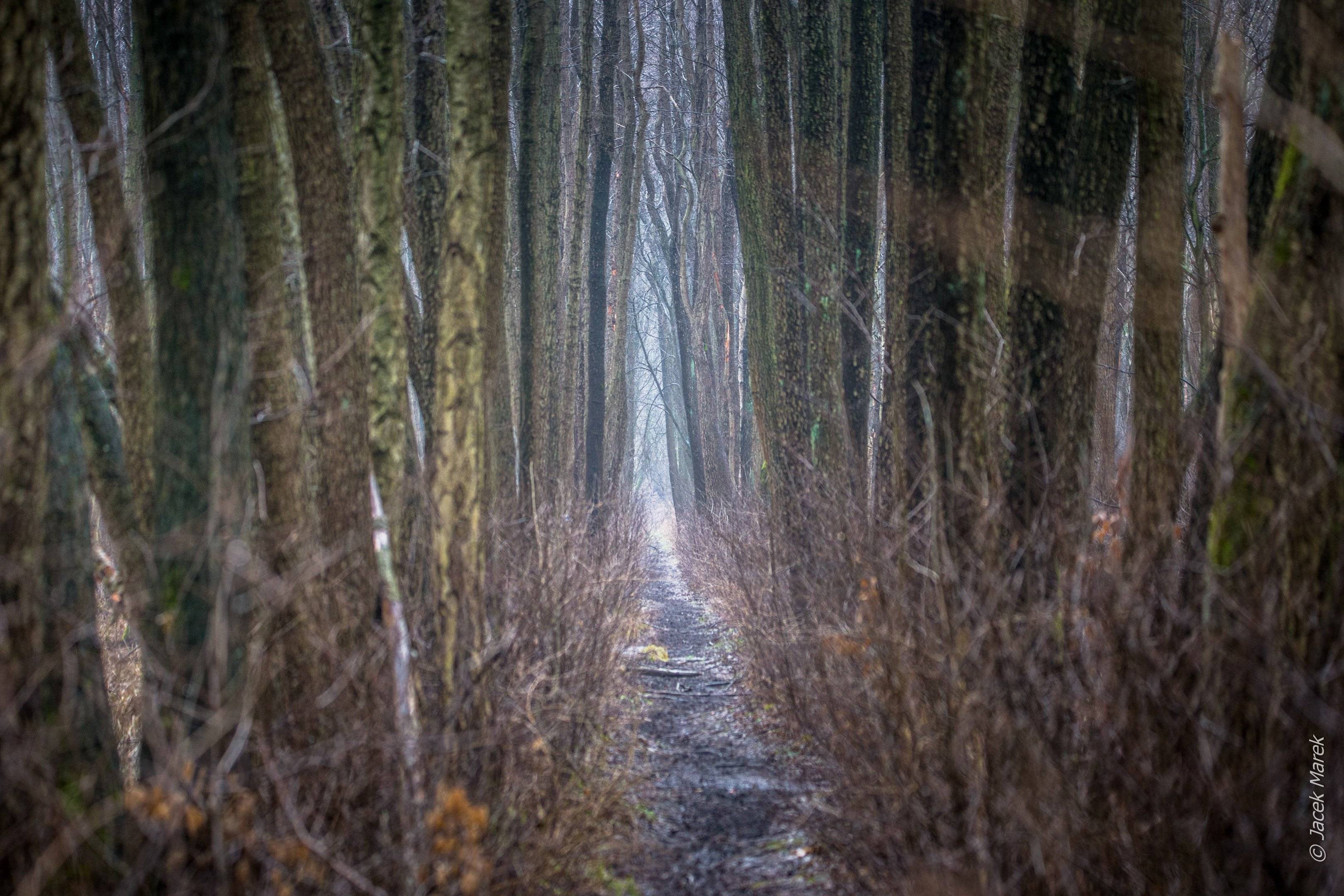 ścieżka w lesie, Puszcza Kampinoska