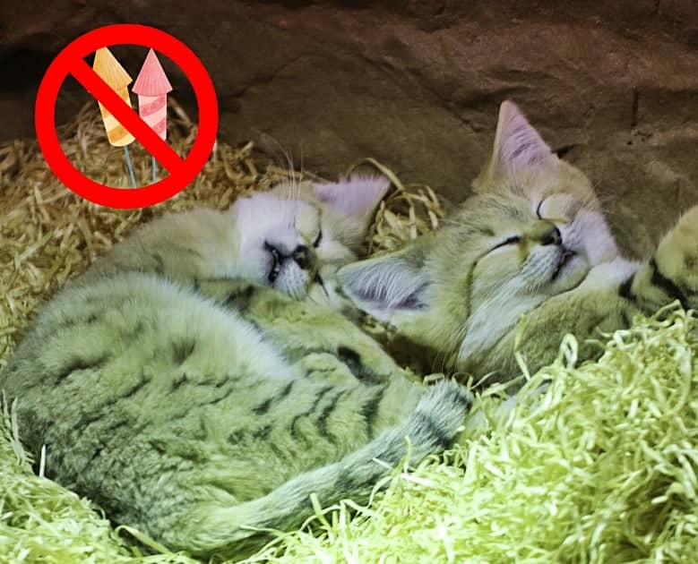Dwa śpiące koty pustynne. Z lewej grafika: przekreślone fajerwerki w czerwonym kółku. Źródło: profil na Facebooku Gdańskiego Ogrodu Zoologicznego