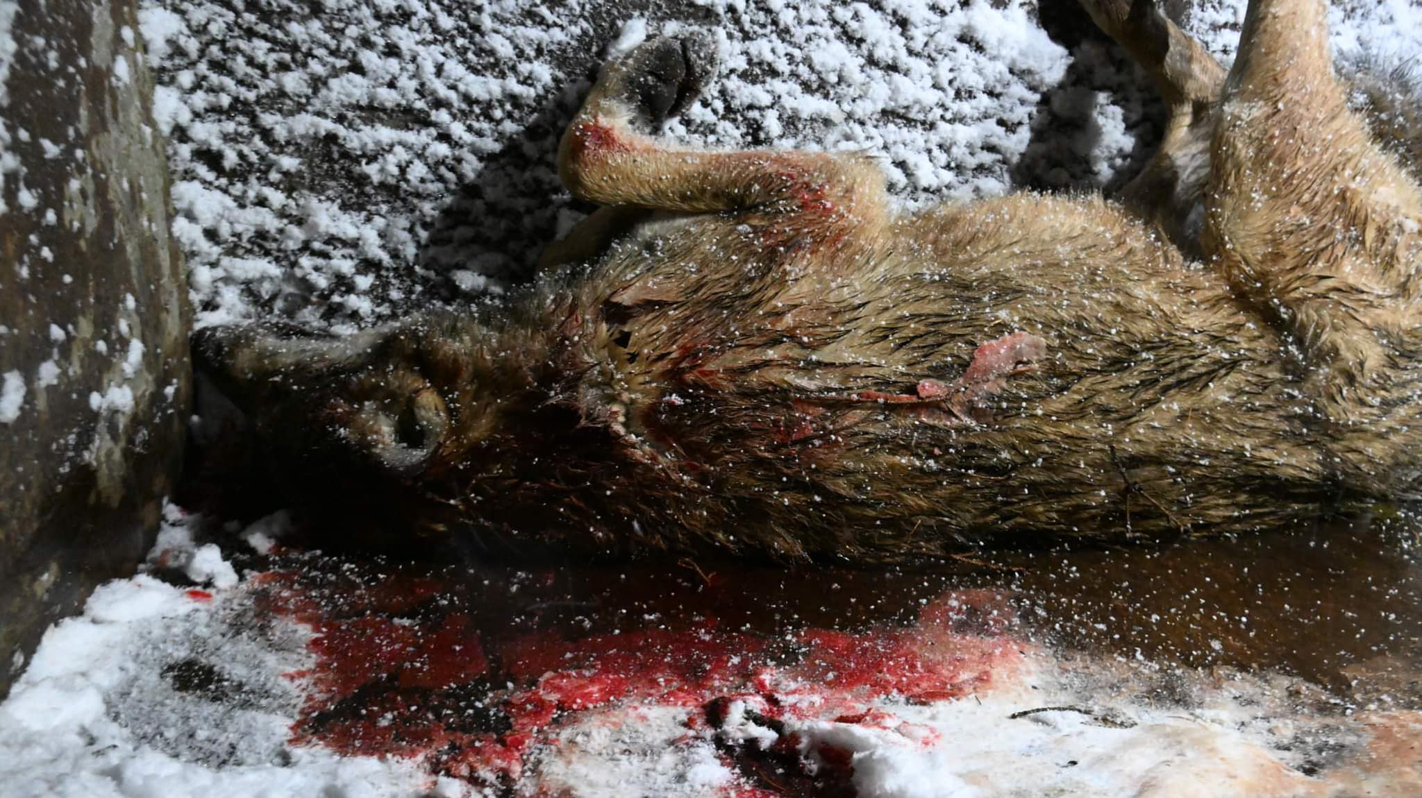 Zabity wilk w kałuży krwi