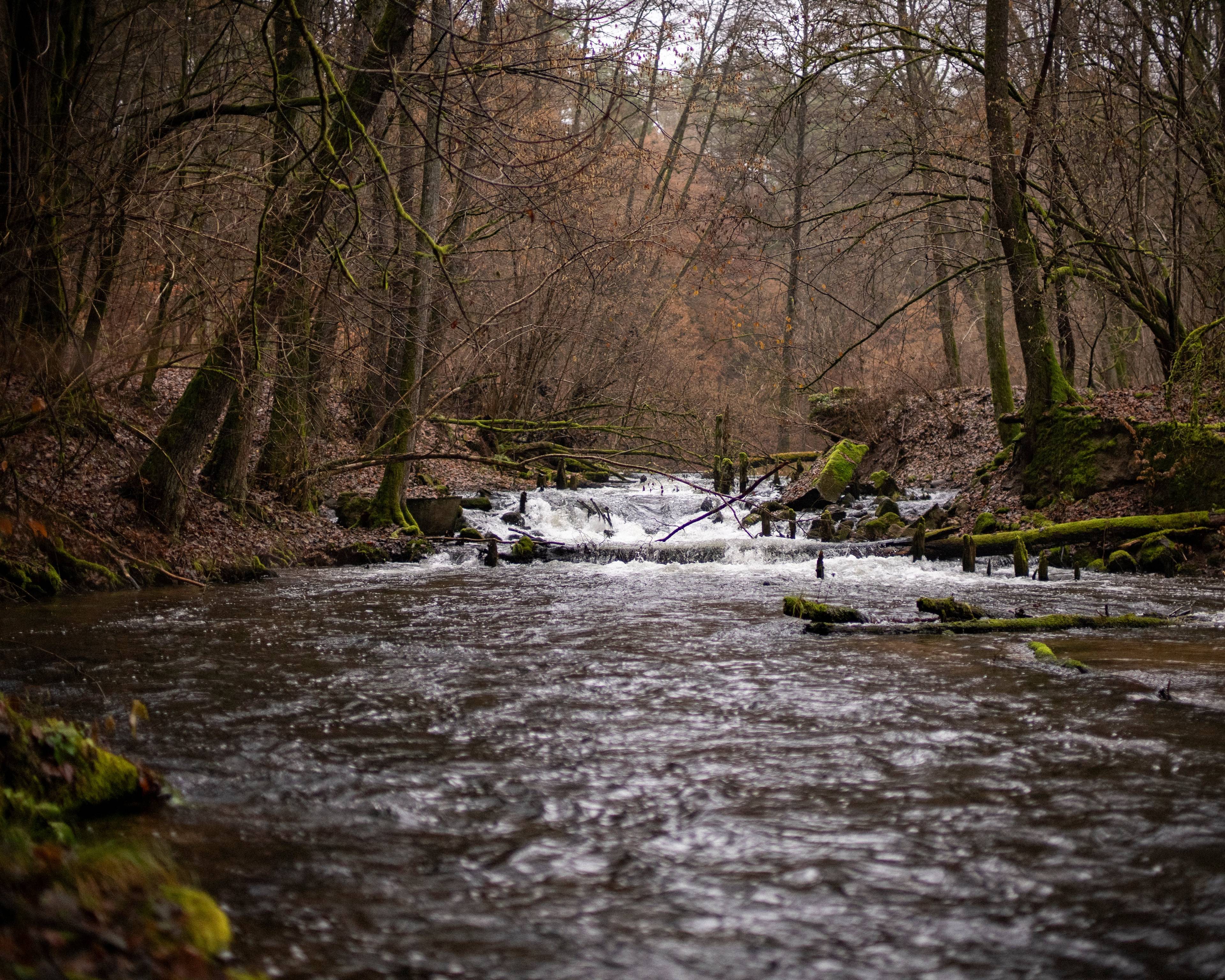 Rzeka płynąca przez las, w głębi widać pozostałości jakiejś budowli rzecznej